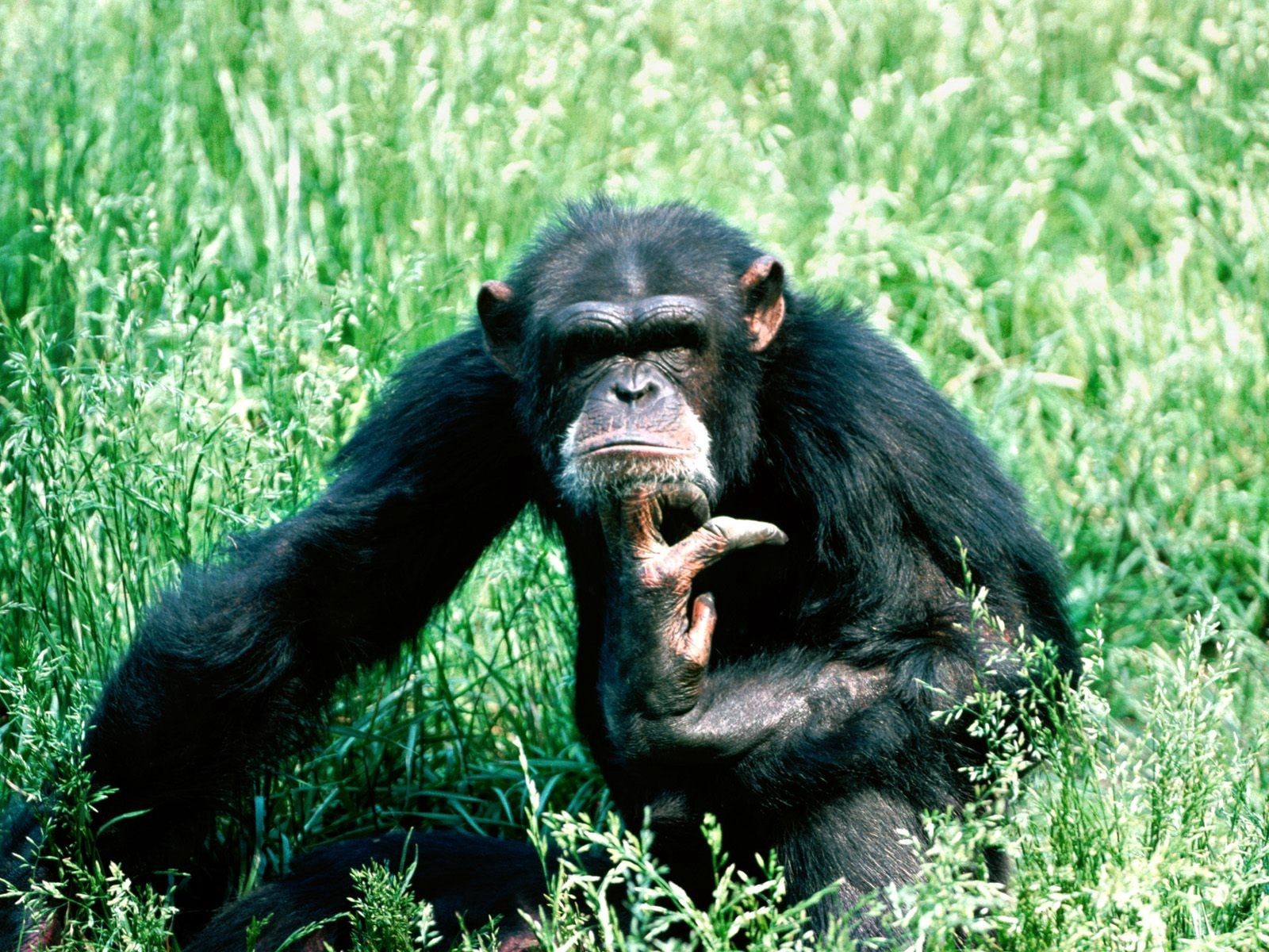 130490 télécharger l'image chimpanzé, animaux, herbe, asseoir, s’asseoir, méditation, spéculation - fonds d'écran et économiseurs d'écran gratuits