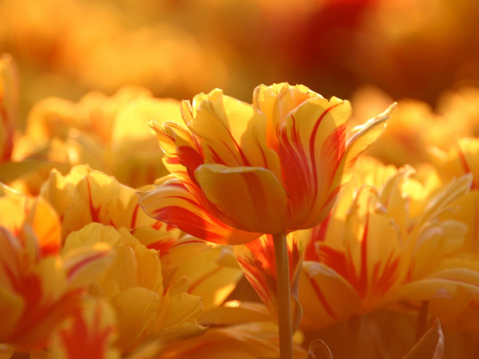 Téléchargez gratuitement l'image Parcelle, Beaucoup, Fleurs, Multicolore, Tulipes sur le bureau de votre PC