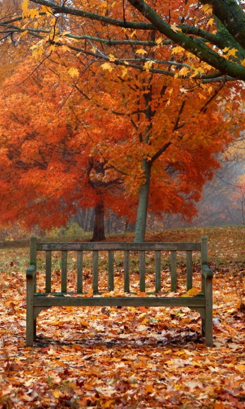 Скачать картинку Осень, Парк, Дерево, Скамья, Падать, Сделано Человеком в телефон бесплатно.
