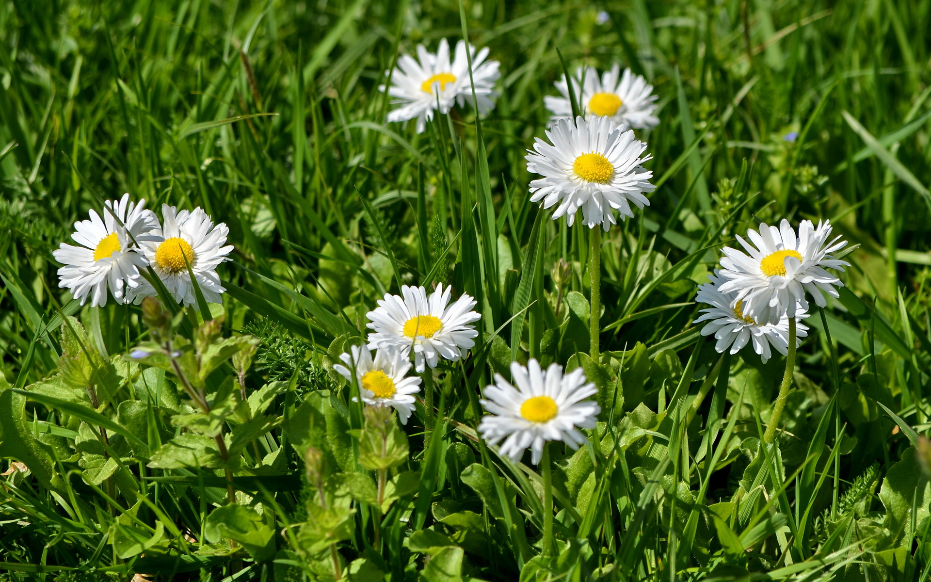 Baixe gratuitamente a imagem Flores, Flor, Terra/natureza na área de trabalho do seu PC