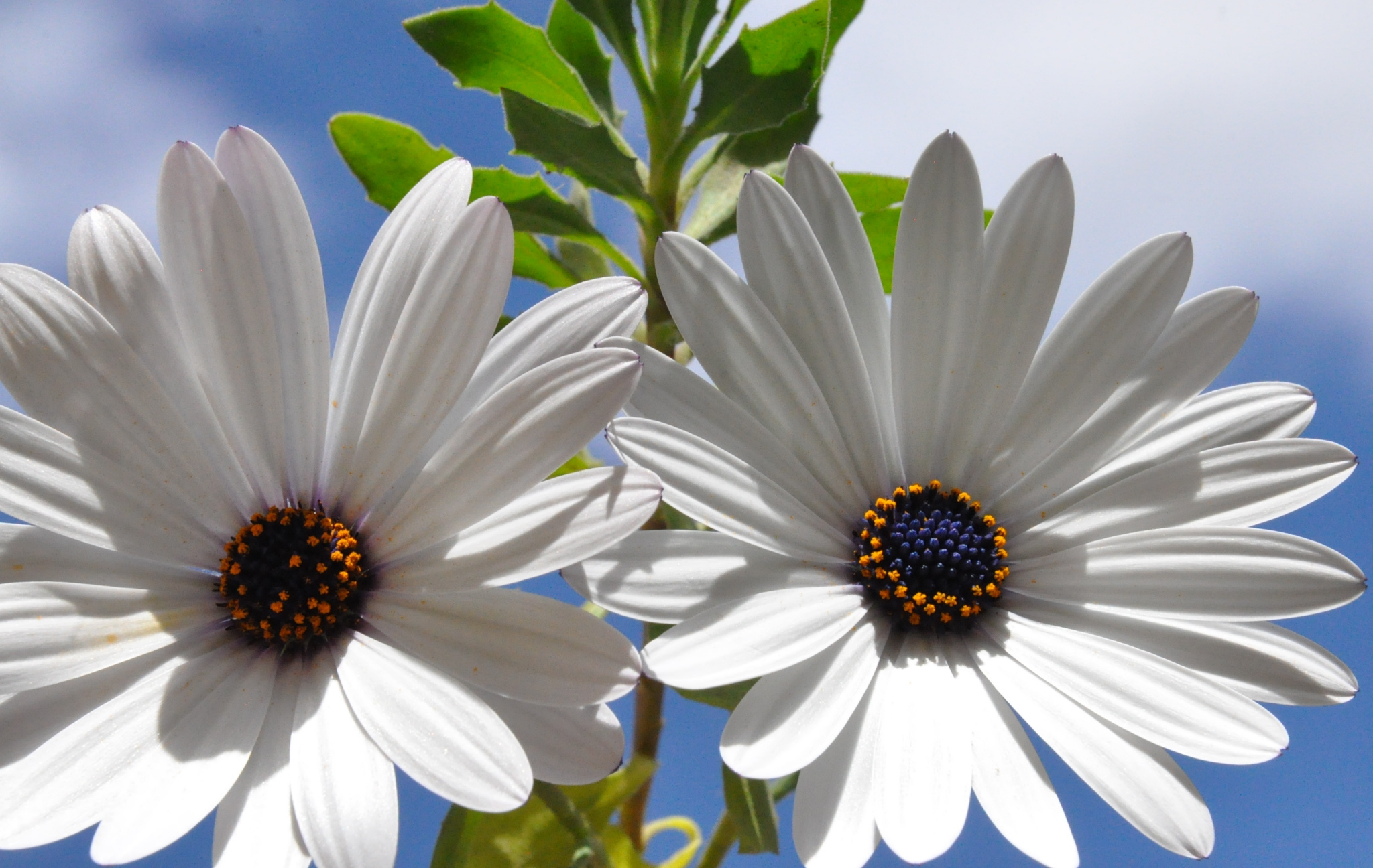 無料モバイル壁紙自然, フラワーズ, 葉, 花, 地球, デイジー, 白い花をダウンロードします。