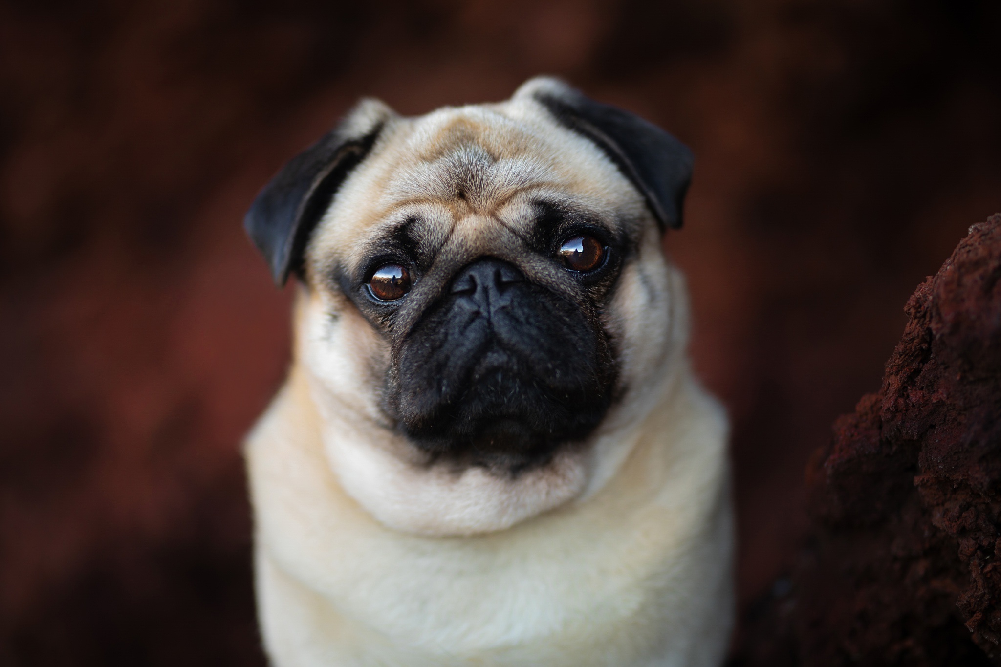 Download mobile wallpaper Dogs, Dog, Animal, Pug for free.