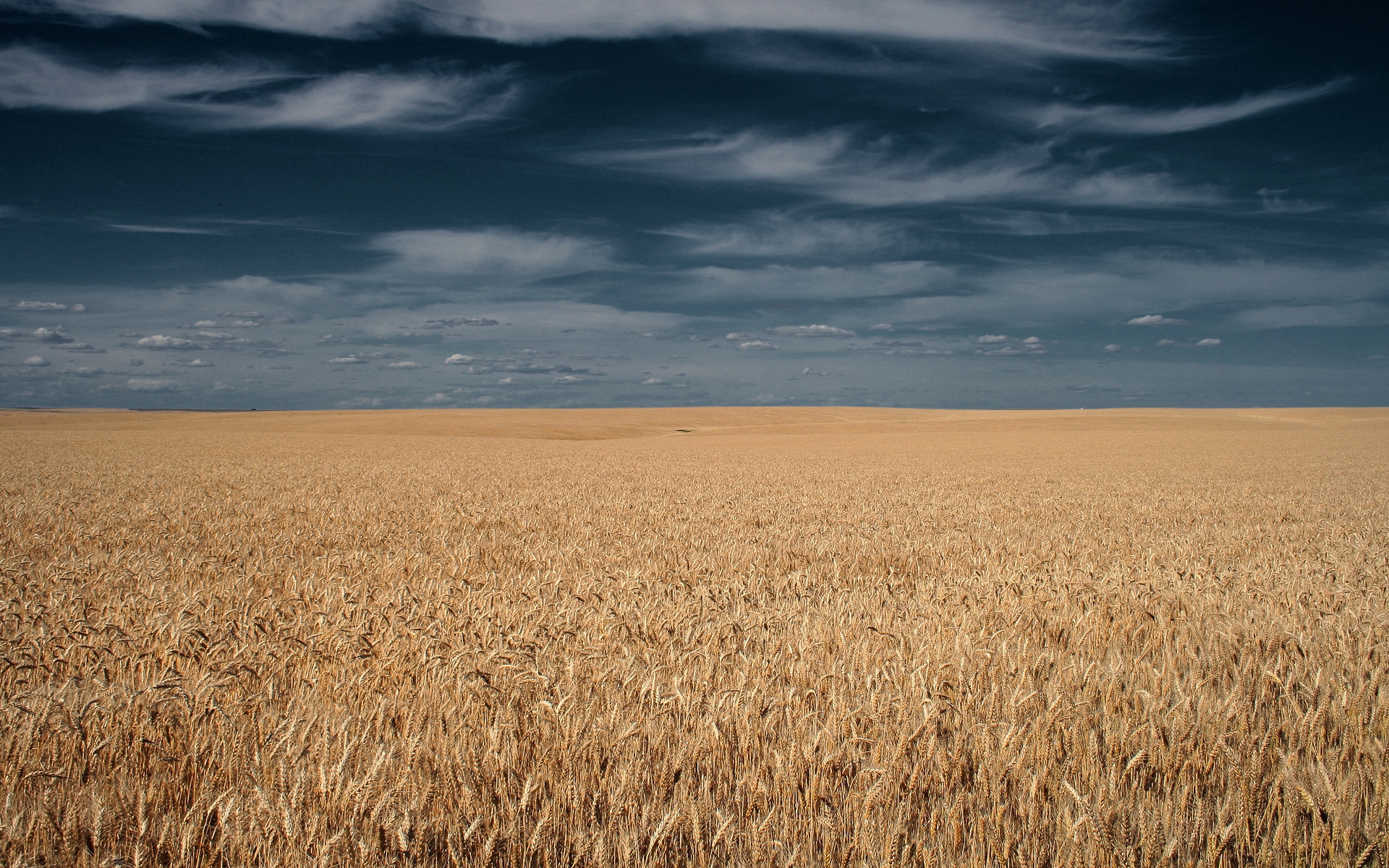 wheat, landscape, fields, orange HD wallpaper