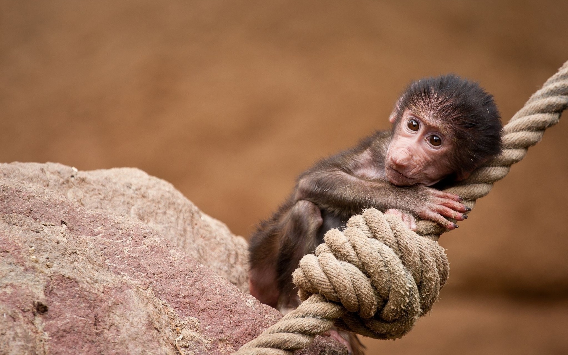Скачати мобільні шпалери Мавпа, Тварина безкоштовно.