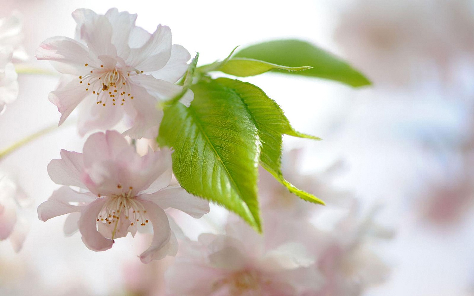 Free download wallpaper Blossom, Flowers, Earth on your PC desktop