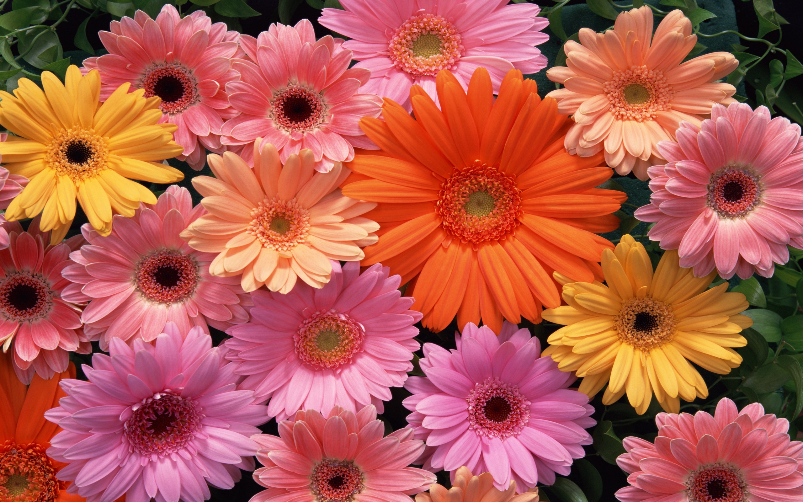 Download mobile wallpaper Flowers, Close Up, Earth, Gerbera, Yellow Flower, Pink Flower, Orange Flower for free.