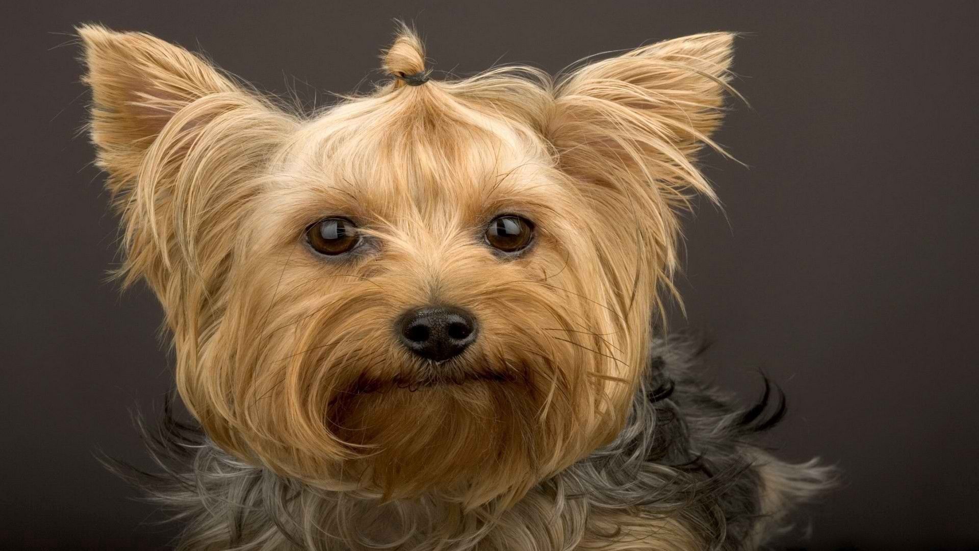 Download mobile wallpaper Muzzle, Animals, Dog, Yorkshire Terrier for free.