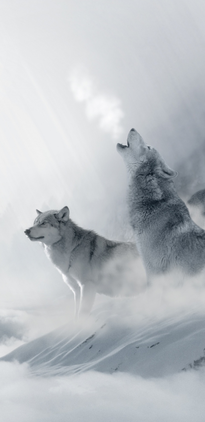 Download mobile wallpaper Winter, Wolf, Animal, Wolves for free.