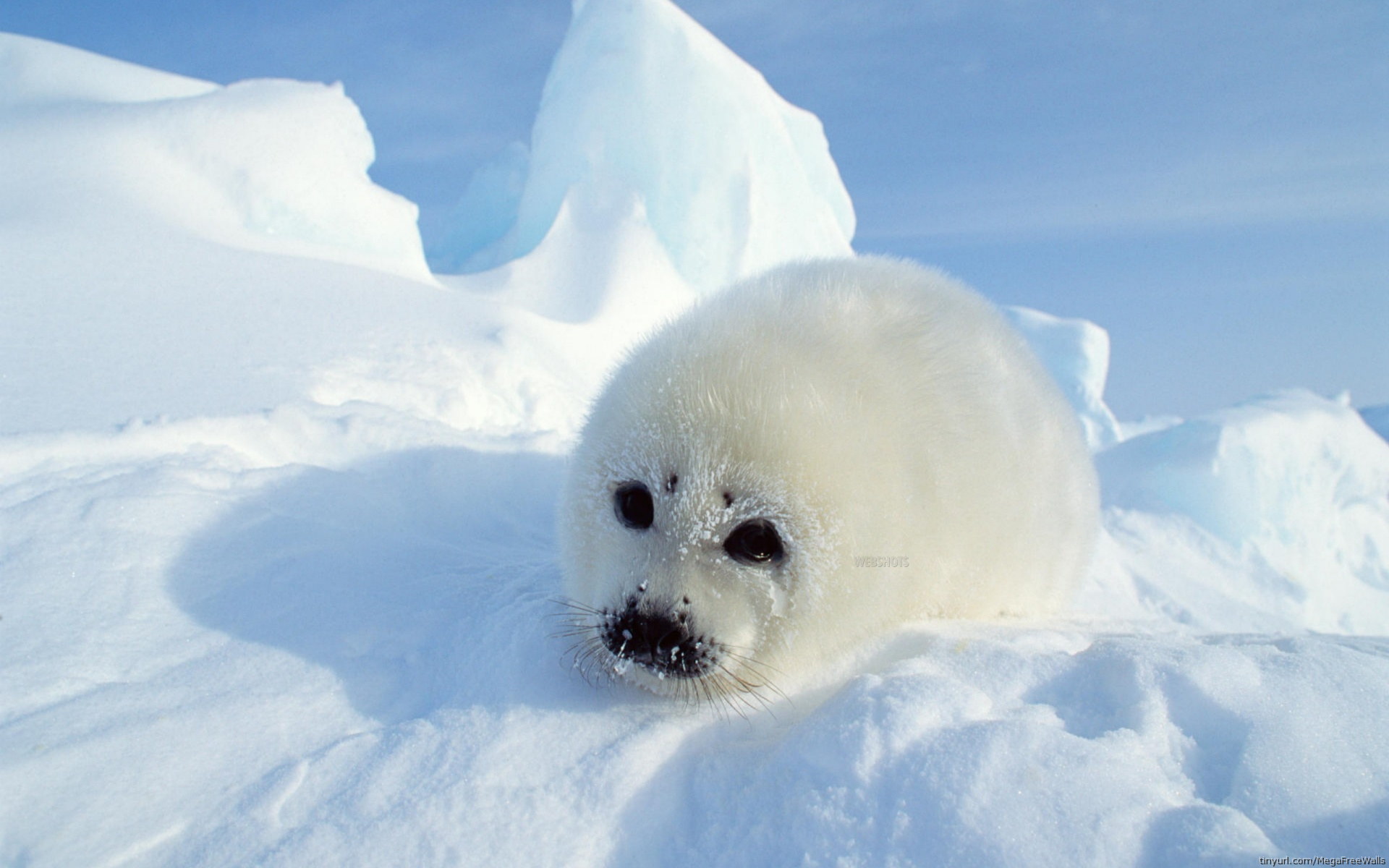 263135 baixar imagens animais, foca, selos - papéis de parede e protetores de tela gratuitamente