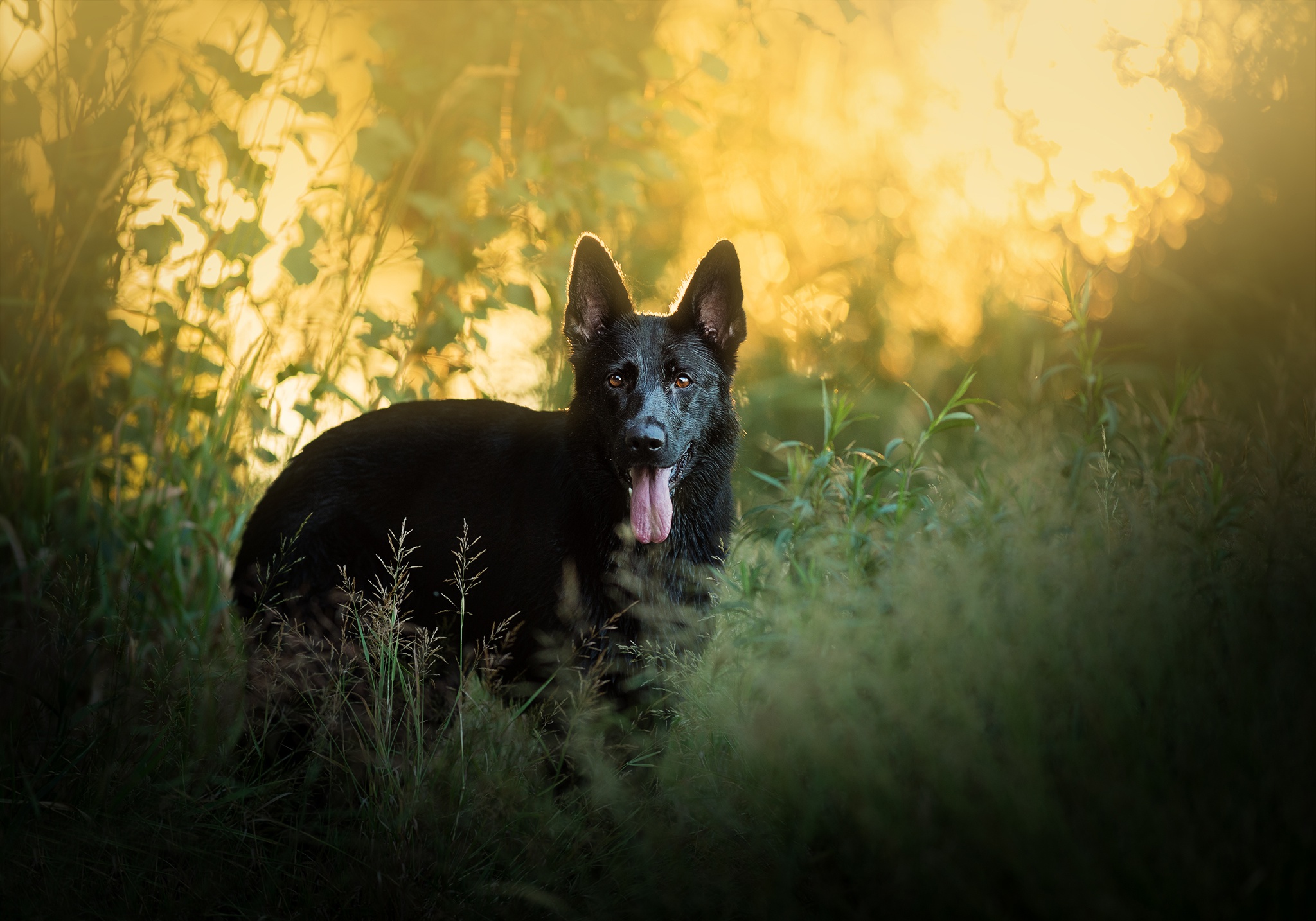 Handy-Wallpaper Tiere, Hunde, Hund, Schäferhund kostenlos herunterladen.