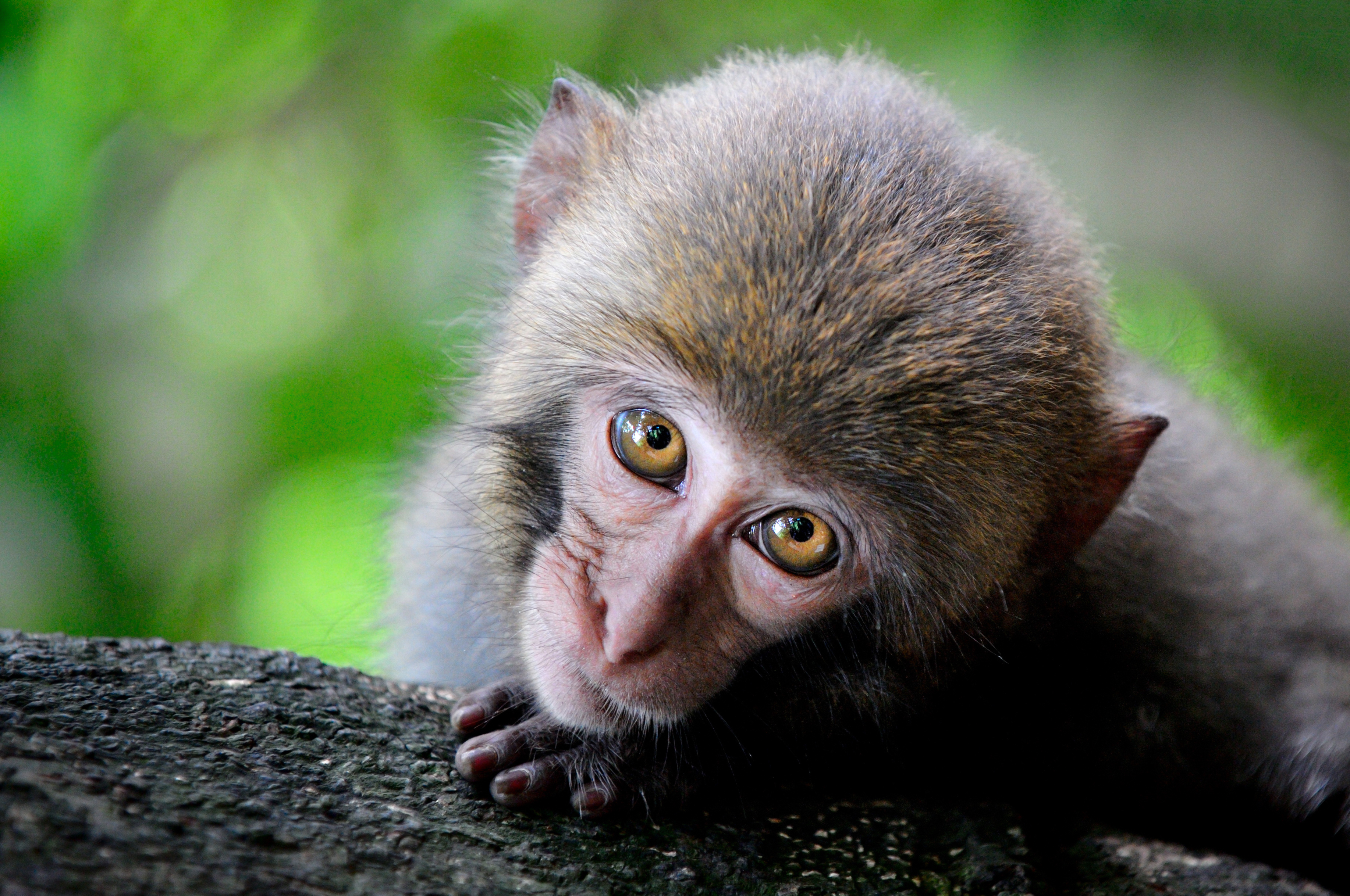 150876 скачать картинку обезьяна, милый, животные, взгляд, примат - обои и заставки бесплатно