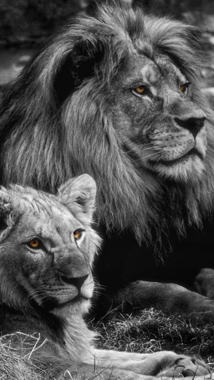 無料モバイル壁紙動物, ライオン, 猫, 愛する, 黒 白をダウンロードします。