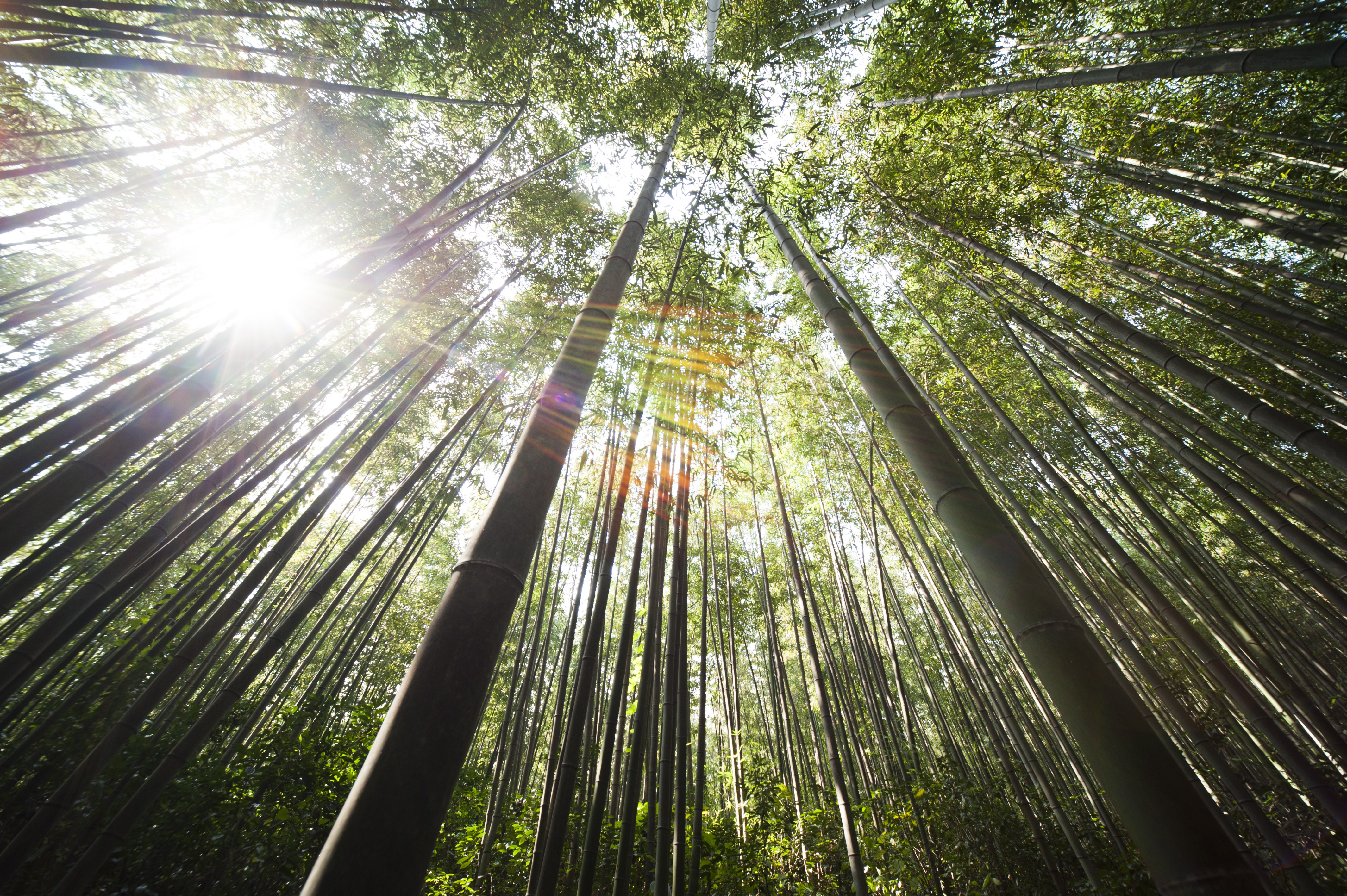 無料モバイル壁紙木, 森, 地球, 竹, サンビーム, こずえをダウンロードします。