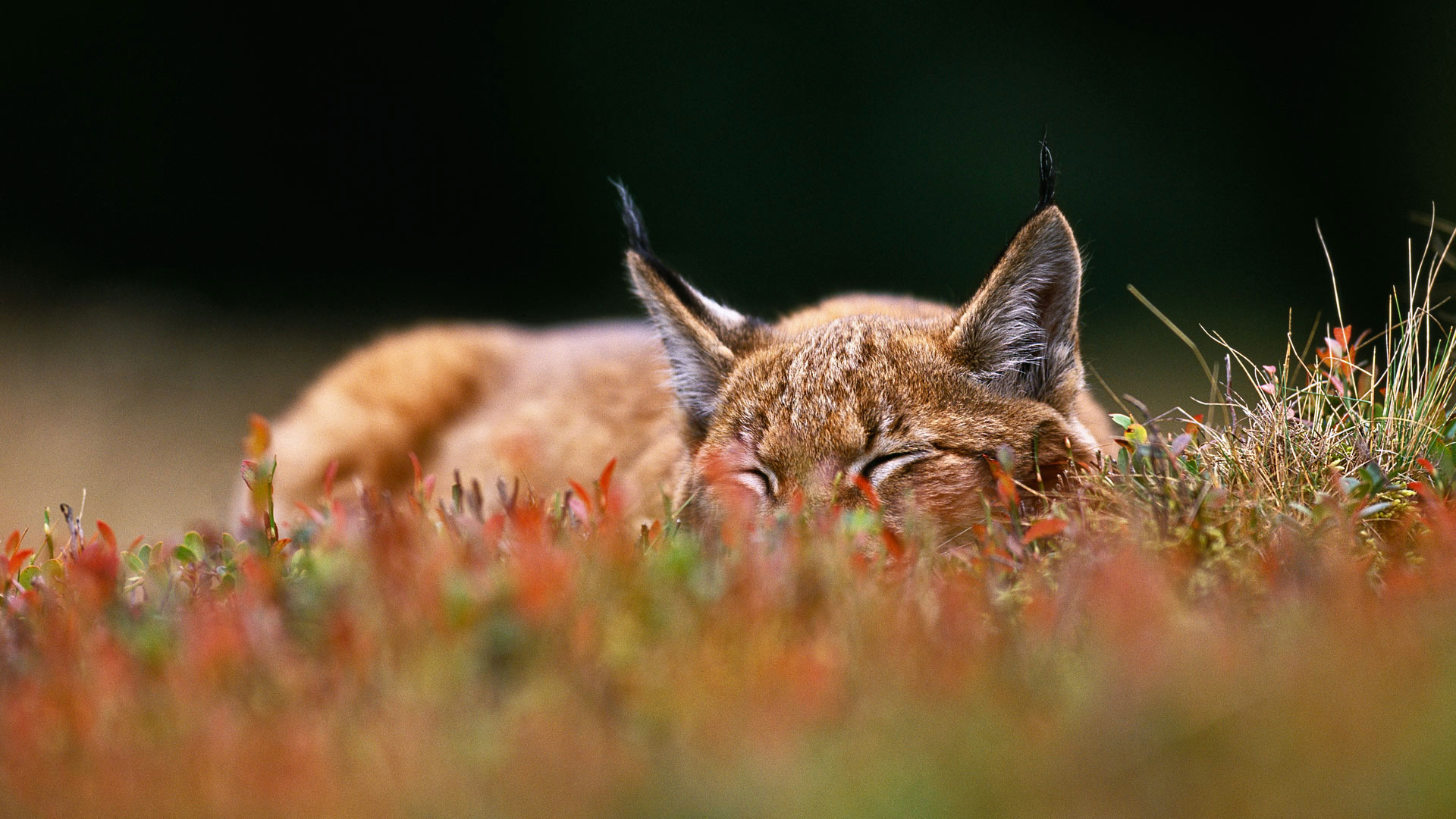 Handy-Wallpaper Tiere, Katzen, Schlafen, Luchs kostenlos herunterladen.