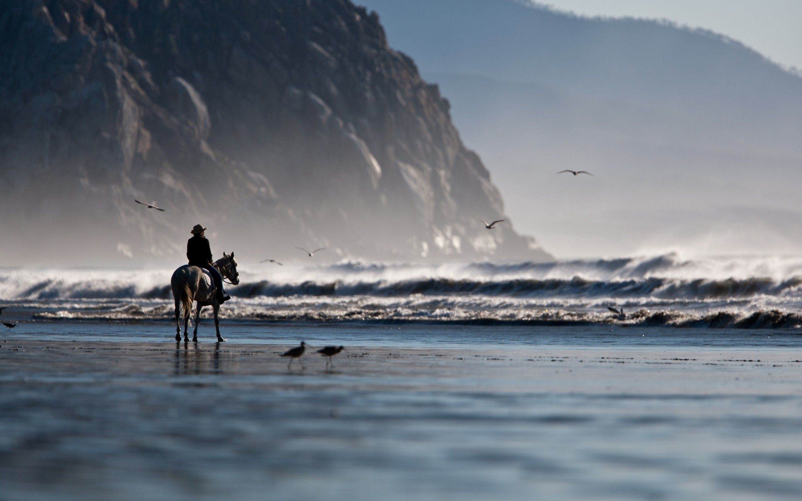 nature, birds, sea, shore, bank, horse, rider, horseman
