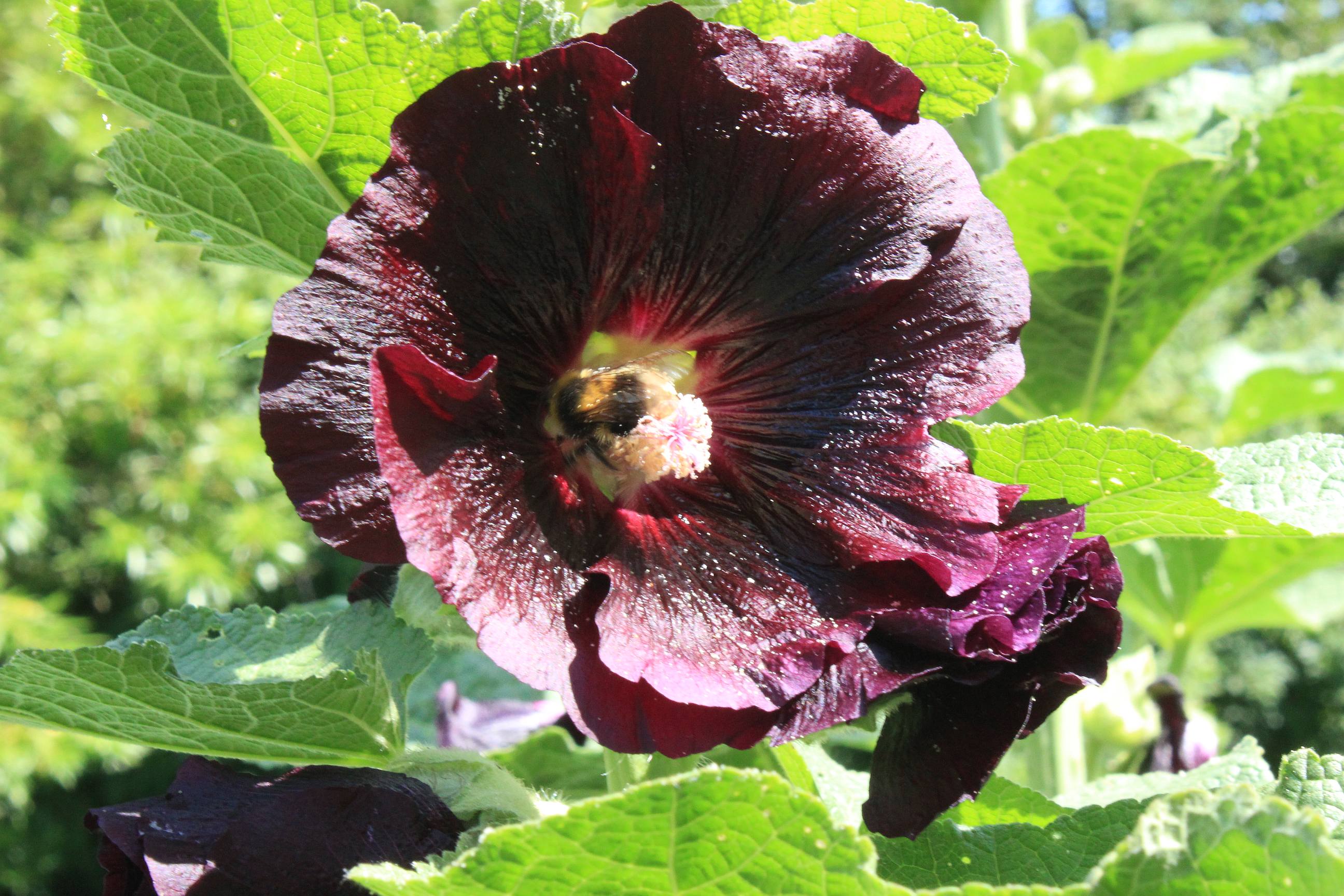 Descarga gratis la imagen Flores, Flor, Tierra/naturaleza en el escritorio de tu PC