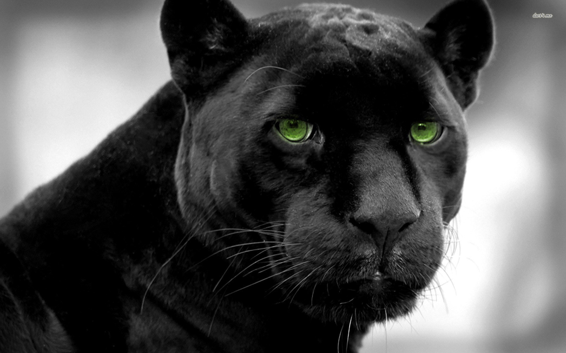335197 Hintergrundbild herunterladen panther, tiere, schwarzer panther, katzen - Bildschirmschoner und Bilder kostenlos