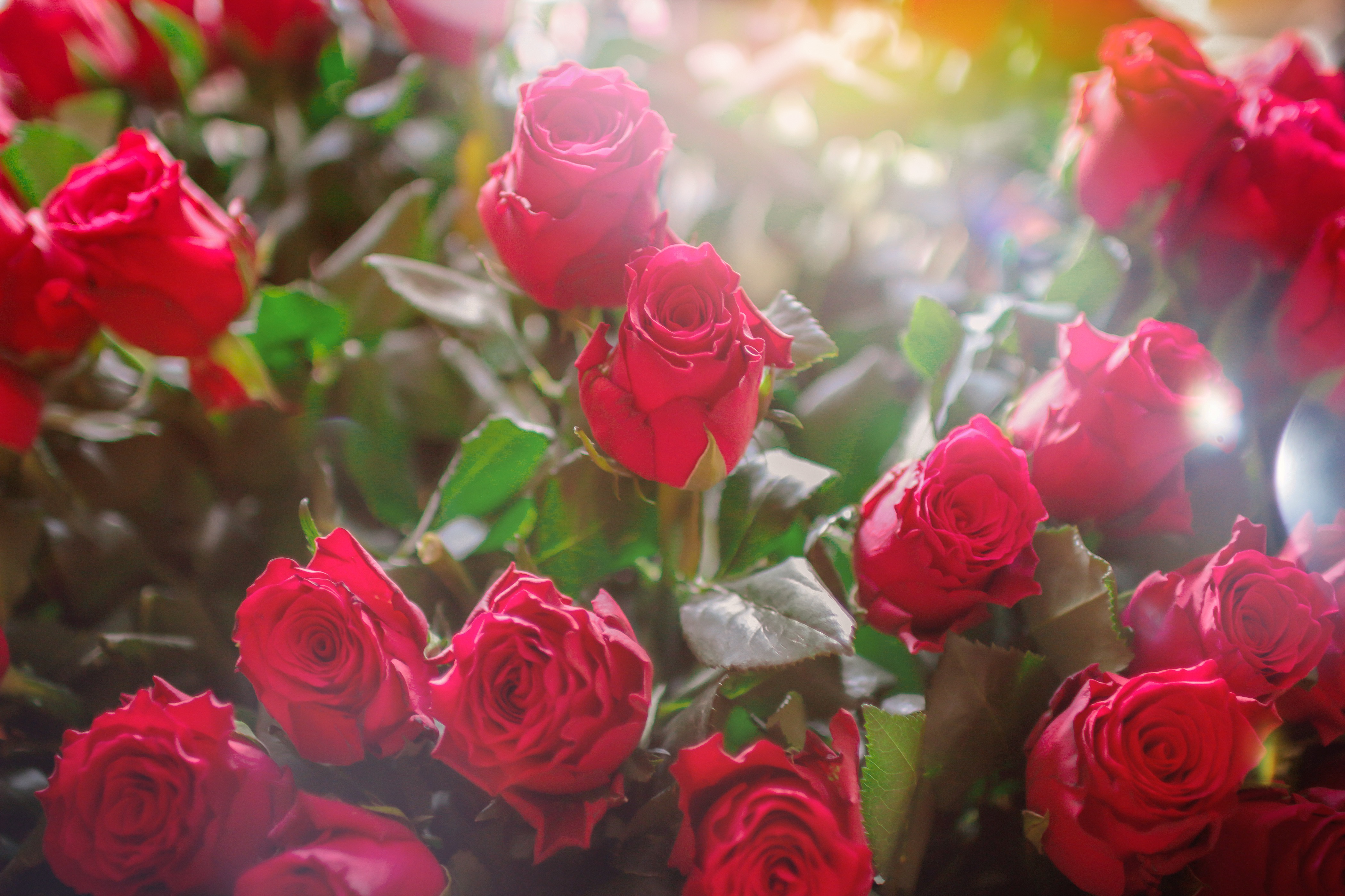 Baixe gratuitamente a imagem Natureza, Flores, Rosa, Flor, Rosa Vermelha, Flor Vermelha, Terra/natureza na área de trabalho do seu PC