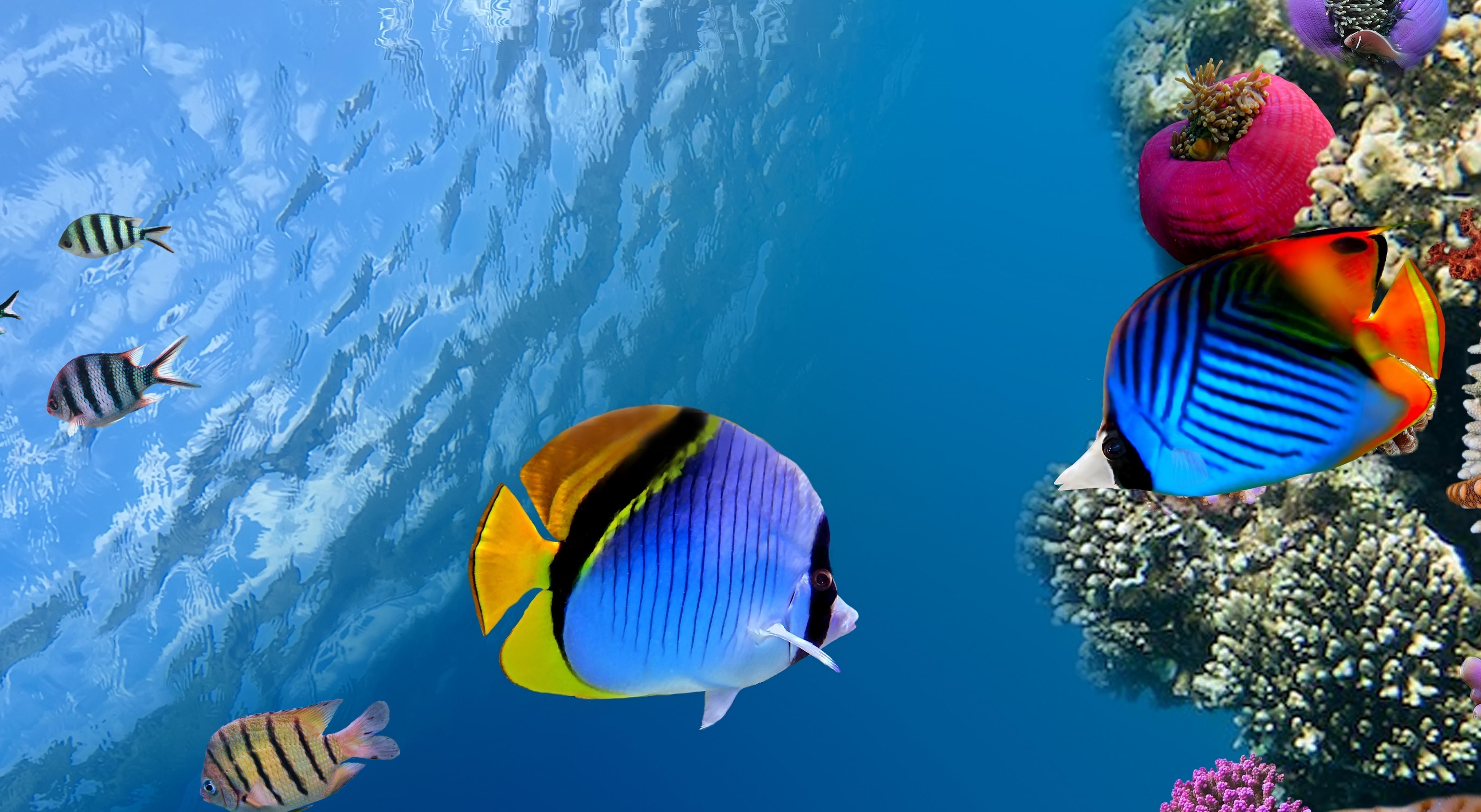 152799 descargar imagen oceano, animales, mar, coral, océano, un pez, pescado, bajo el agua, submarino: fondos de pantalla y protectores de pantalla gratis