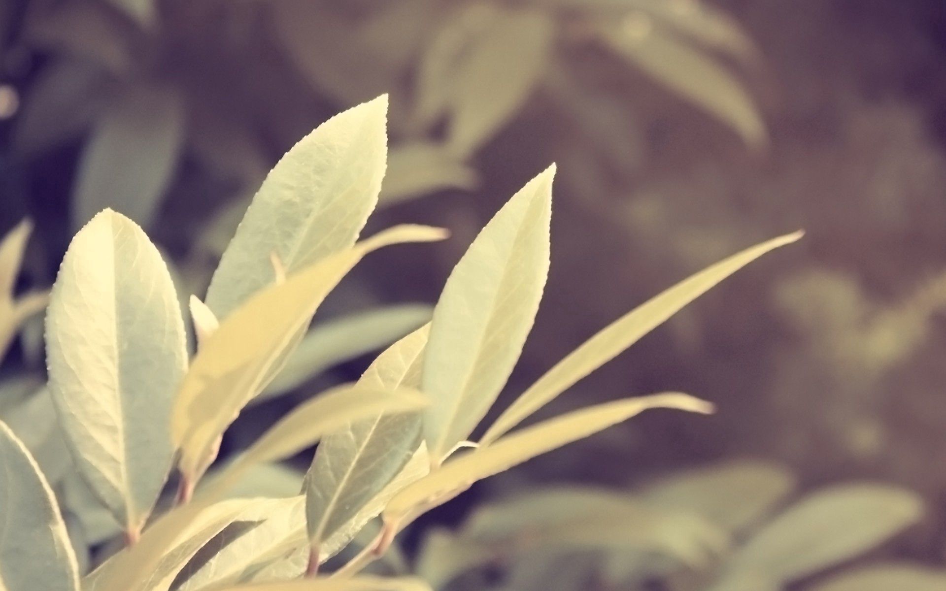 Free download wallpaper Grass, Macro, Branch, Leaves, Plant on your PC desktop