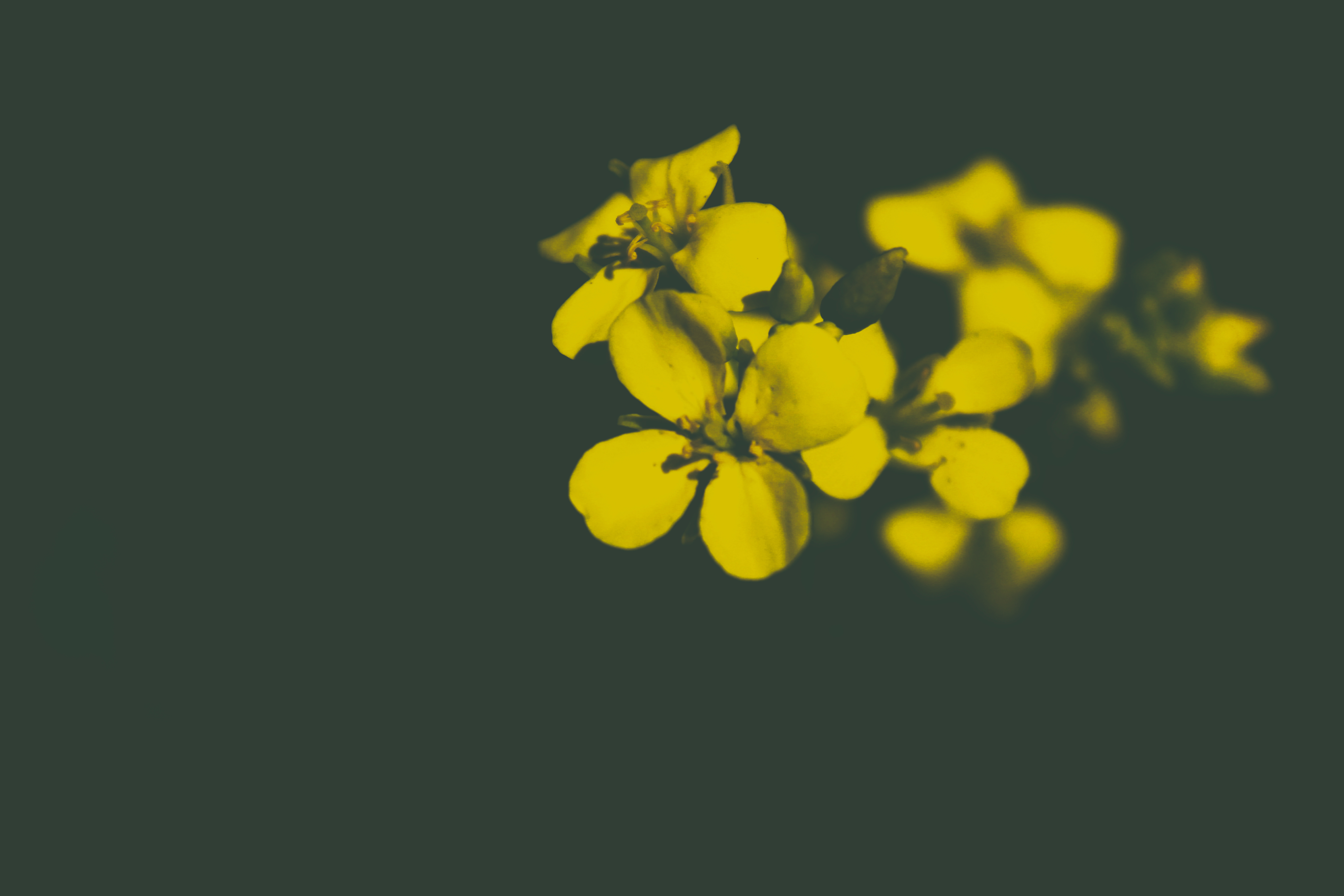 Скачать обои бесплатно Лепестки, Желтый, Цветок, Цветы картинка на рабочий стол ПК