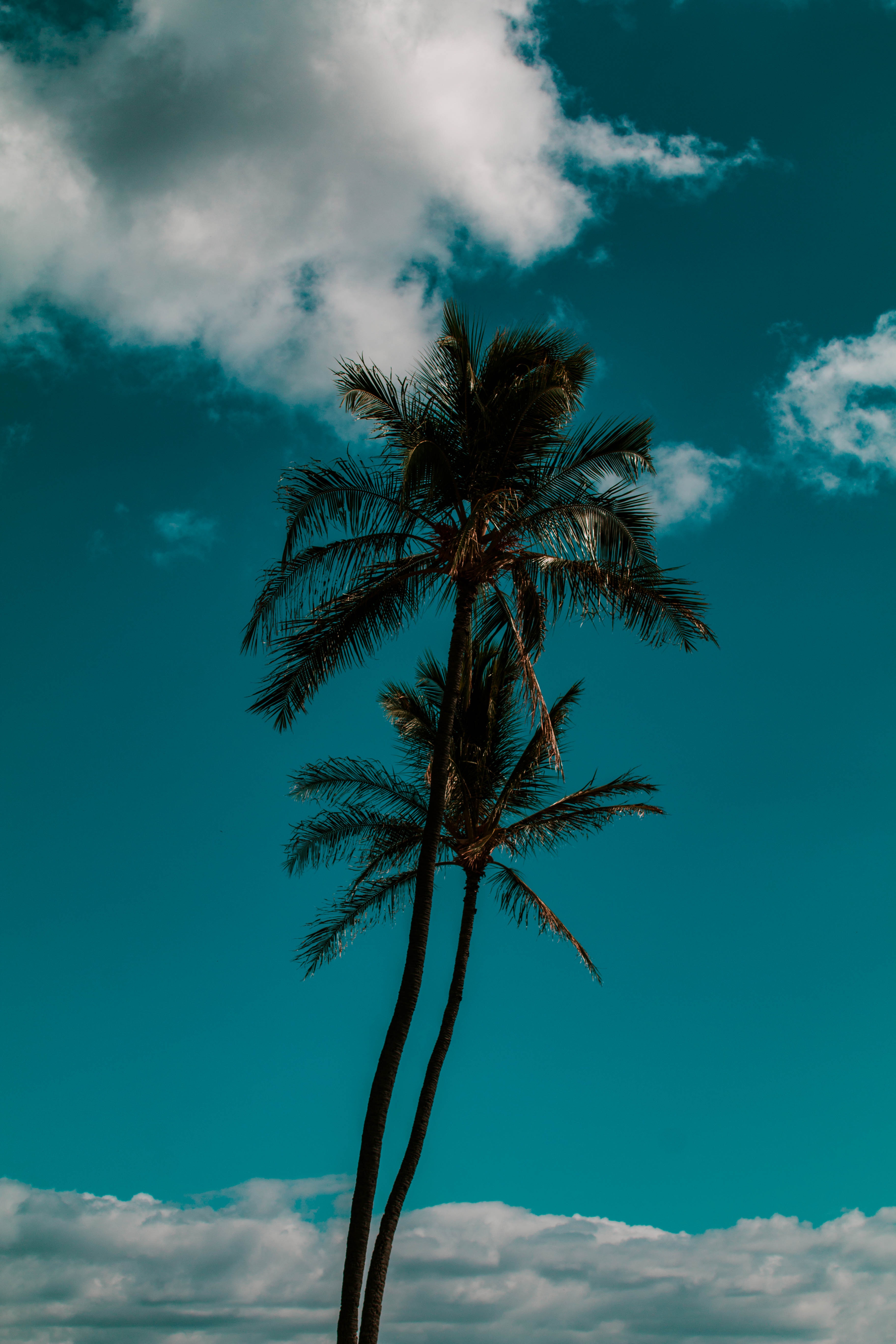 trees, nature, sky, clouds, palm, tropics wallpapers for tablet