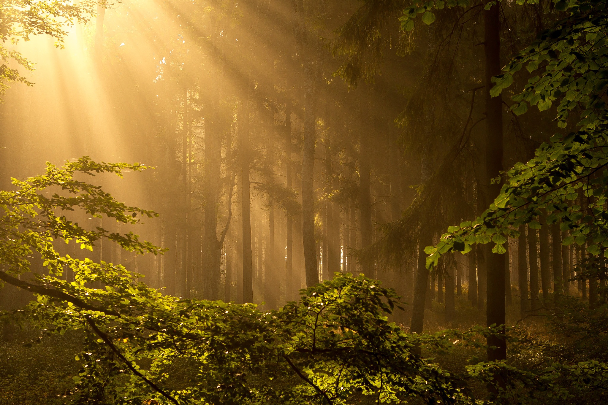 Descarga gratis la imagen Naturaleza, Bosque, Árbol, Rayo De Sol, Tierra/naturaleza en el escritorio de tu PC