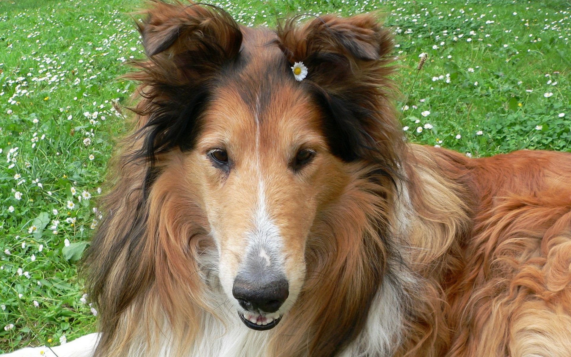 Download mobile wallpaper Rough Collie, Dogs, Dog, Animal for free.