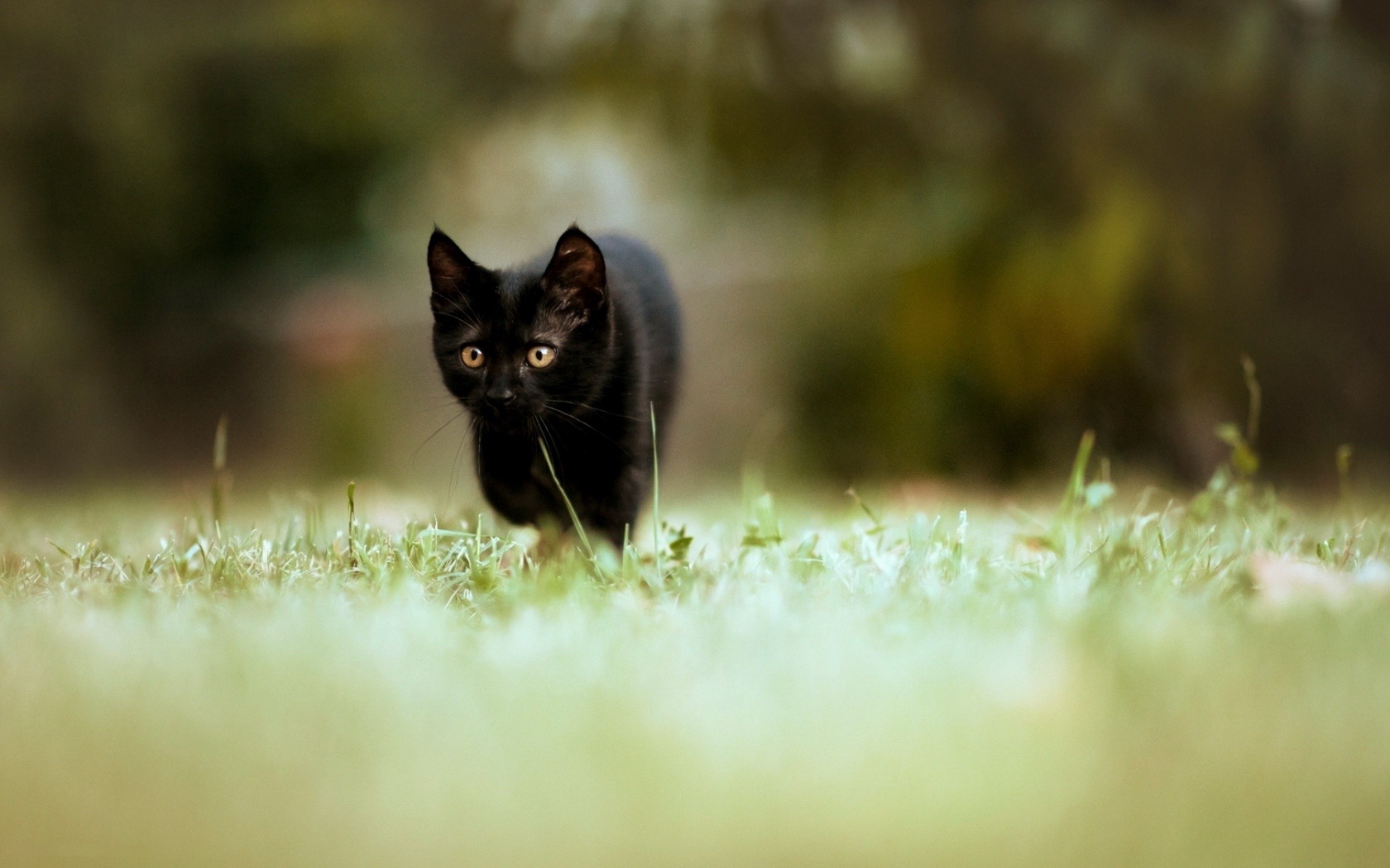 Descarga gratuita de fondo de pantalla para móvil de Animales, Gato.