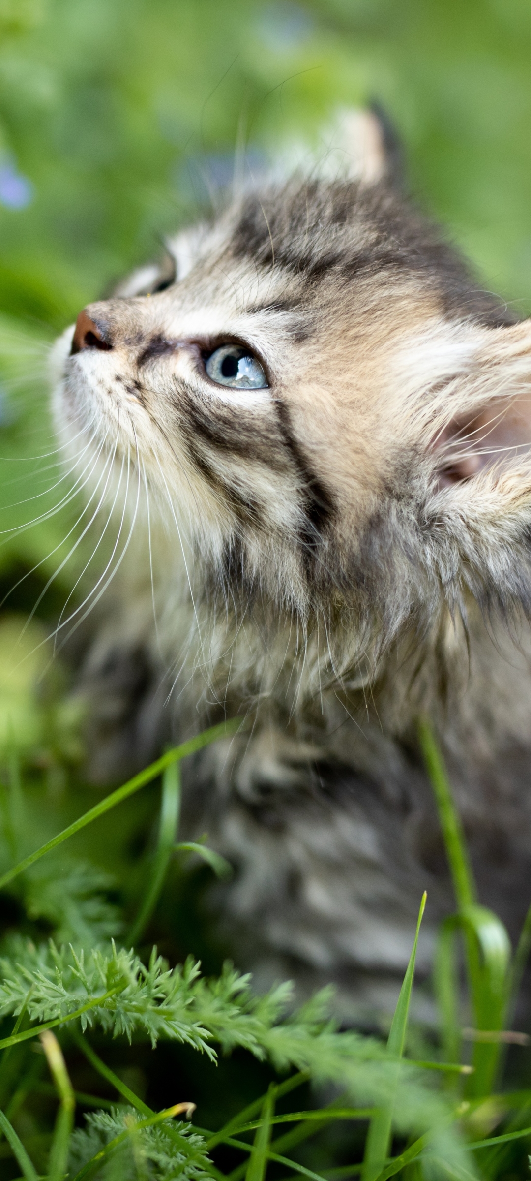 Download mobile wallpaper Cats, Cat, Kitten, Animal, Baby Animal for free.