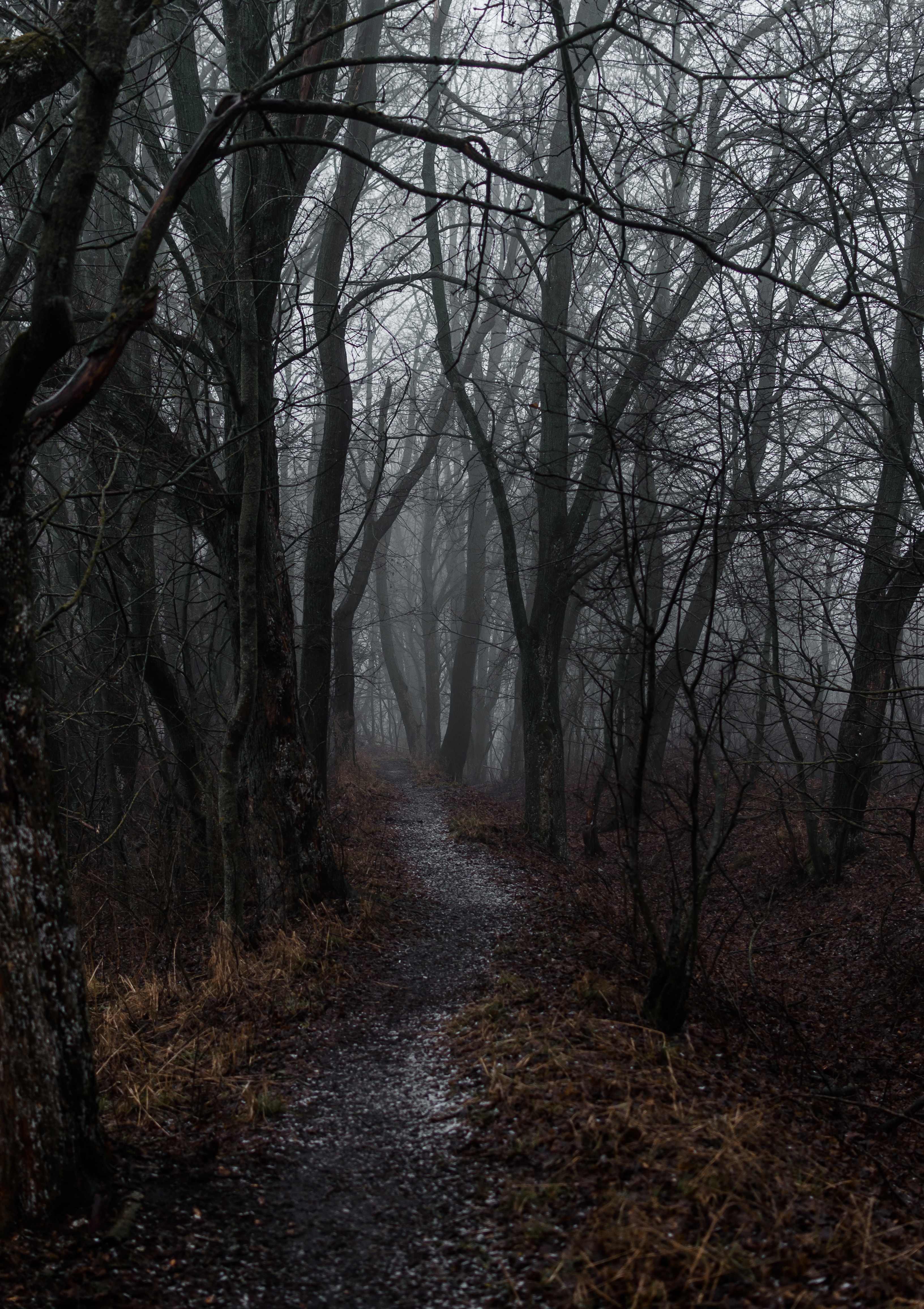 vertical wallpaper fog, nature, autumn, forest, path