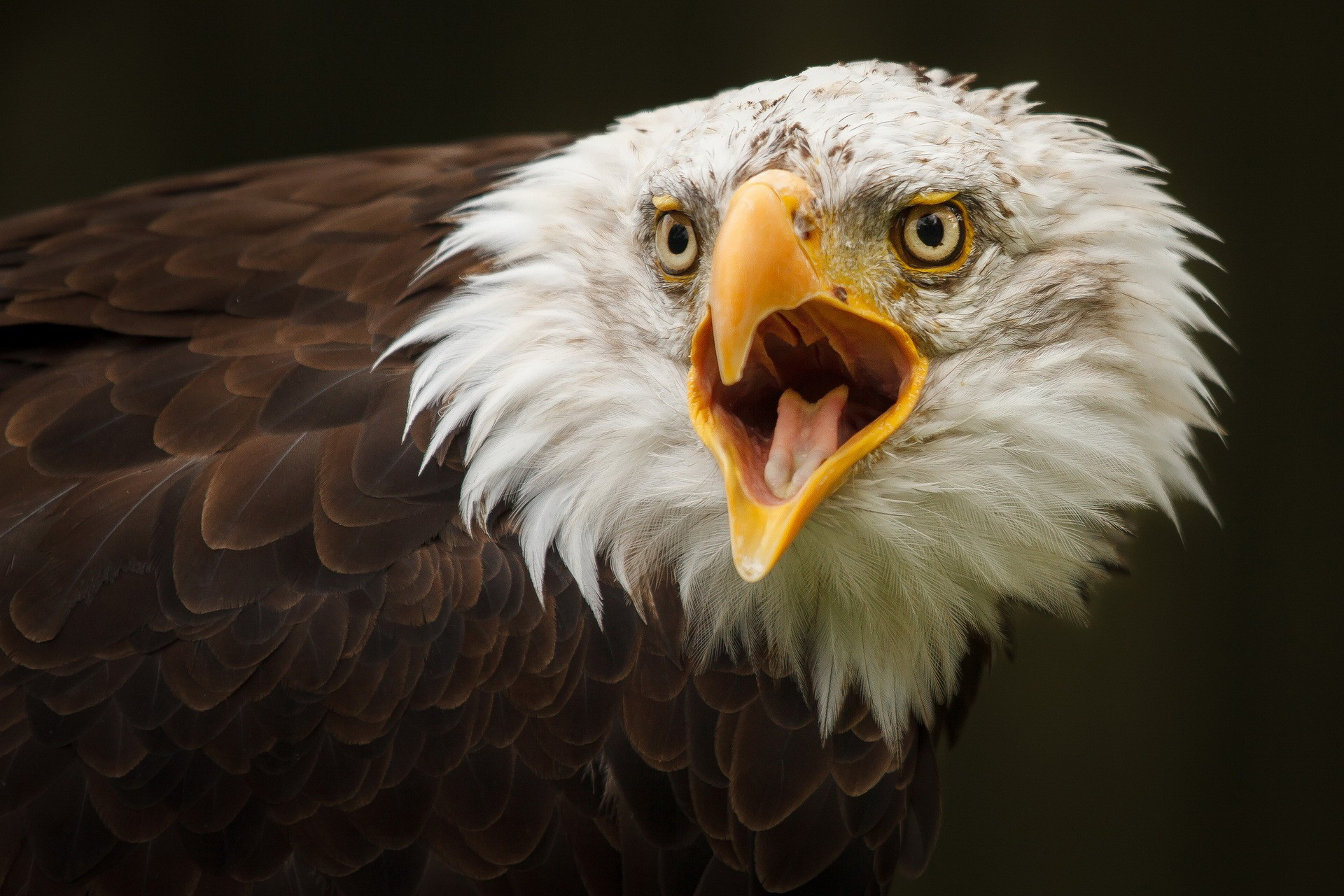 Free download wallpaper Birds, Animal, Eagle on your PC desktop