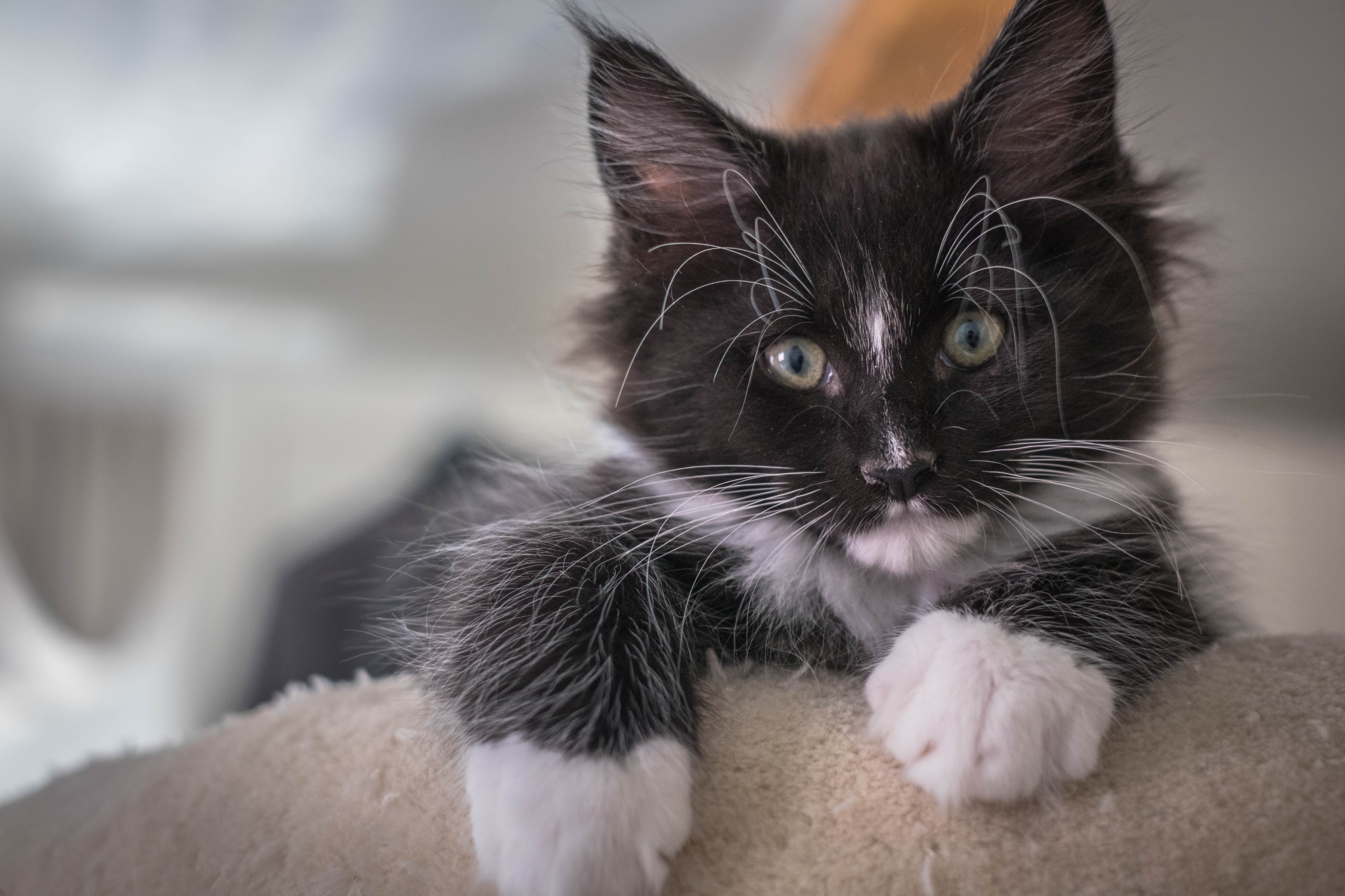 無料モバイル壁紙動物, ネコ, 猫, 子猫, 赤ちゃん動物をダウンロードします。