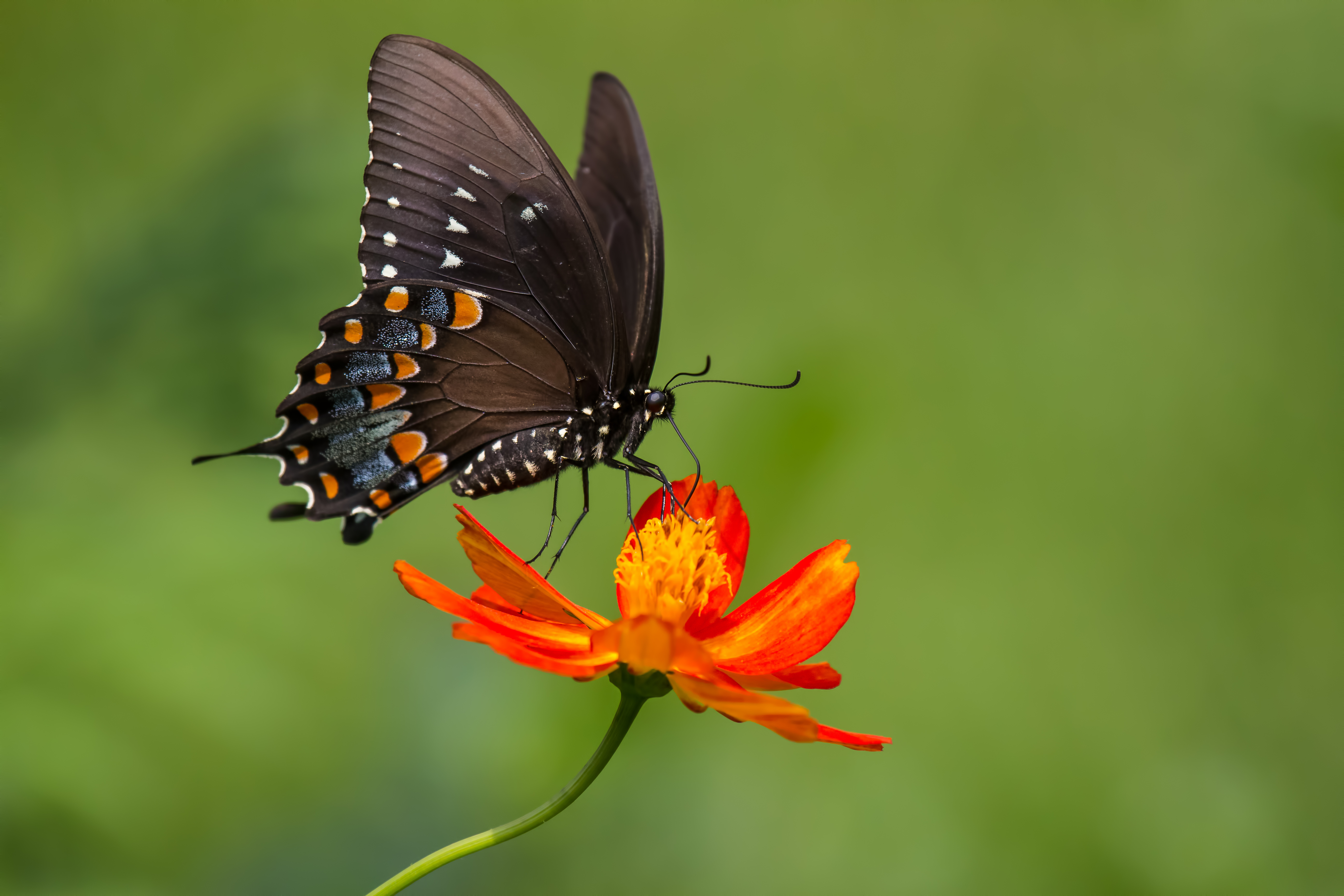 778464 скачать картинку насекомое, крупный план, животные, бабочка, оранжевый цветок - обои и заставки бесплатно
