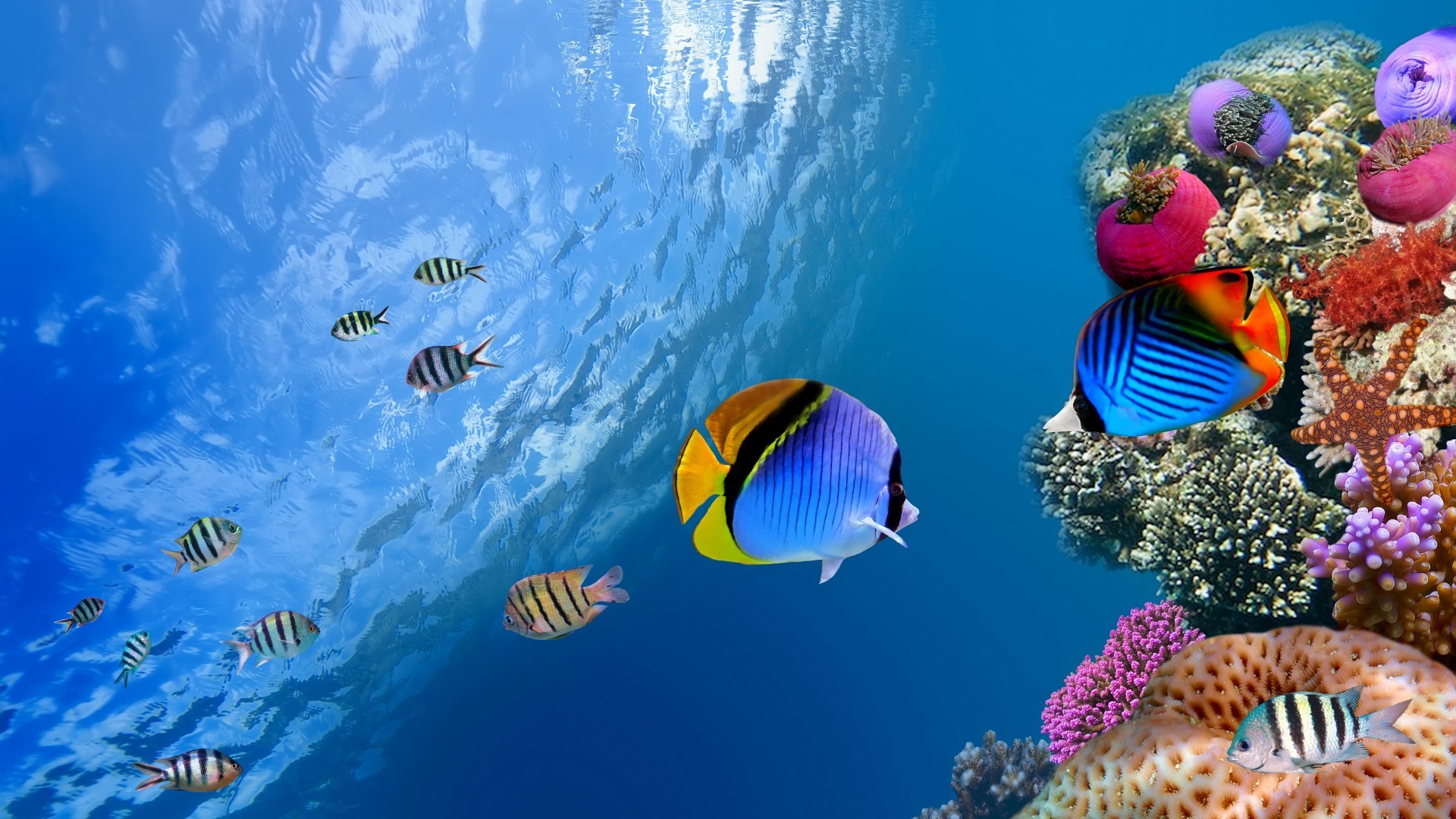 Laden Sie das Sea, Tiere, Fische-Bild kostenlos auf Ihren PC-Desktop herunter
