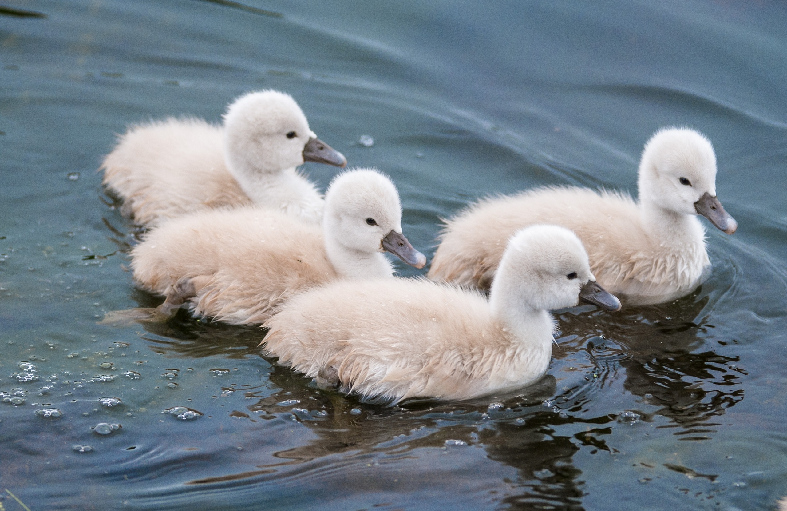 Baixe gratuitamente a imagem Animais, Aves, Pato na área de trabalho do seu PC