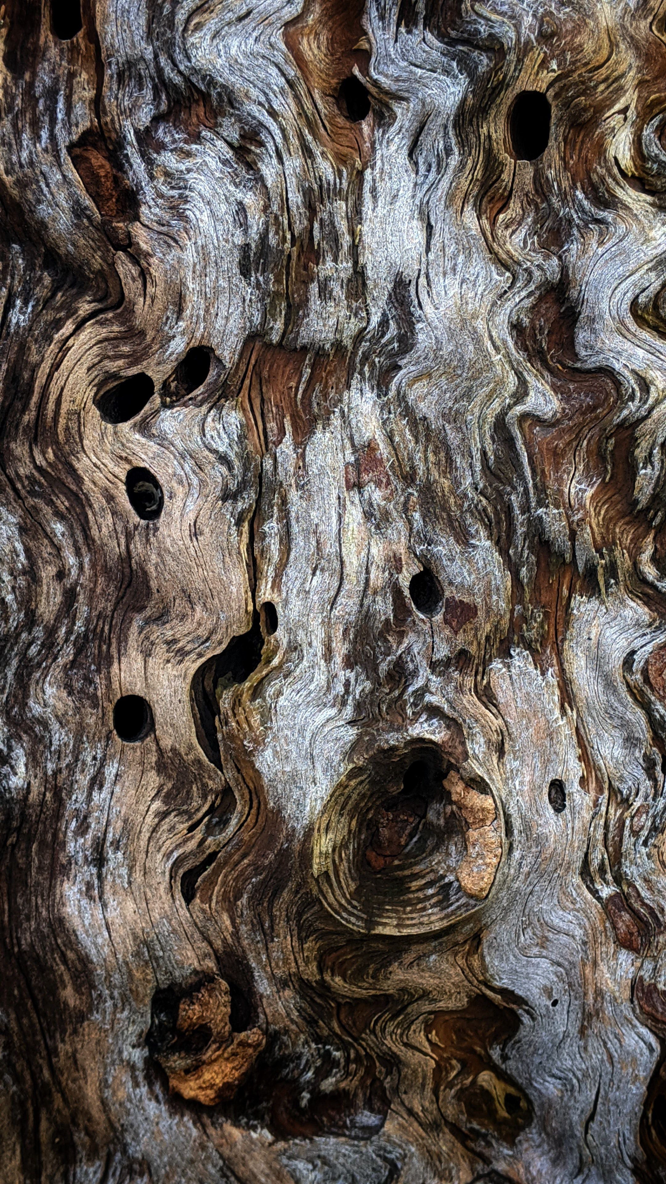 textures, texture, bark, wood, wooden, ribbed