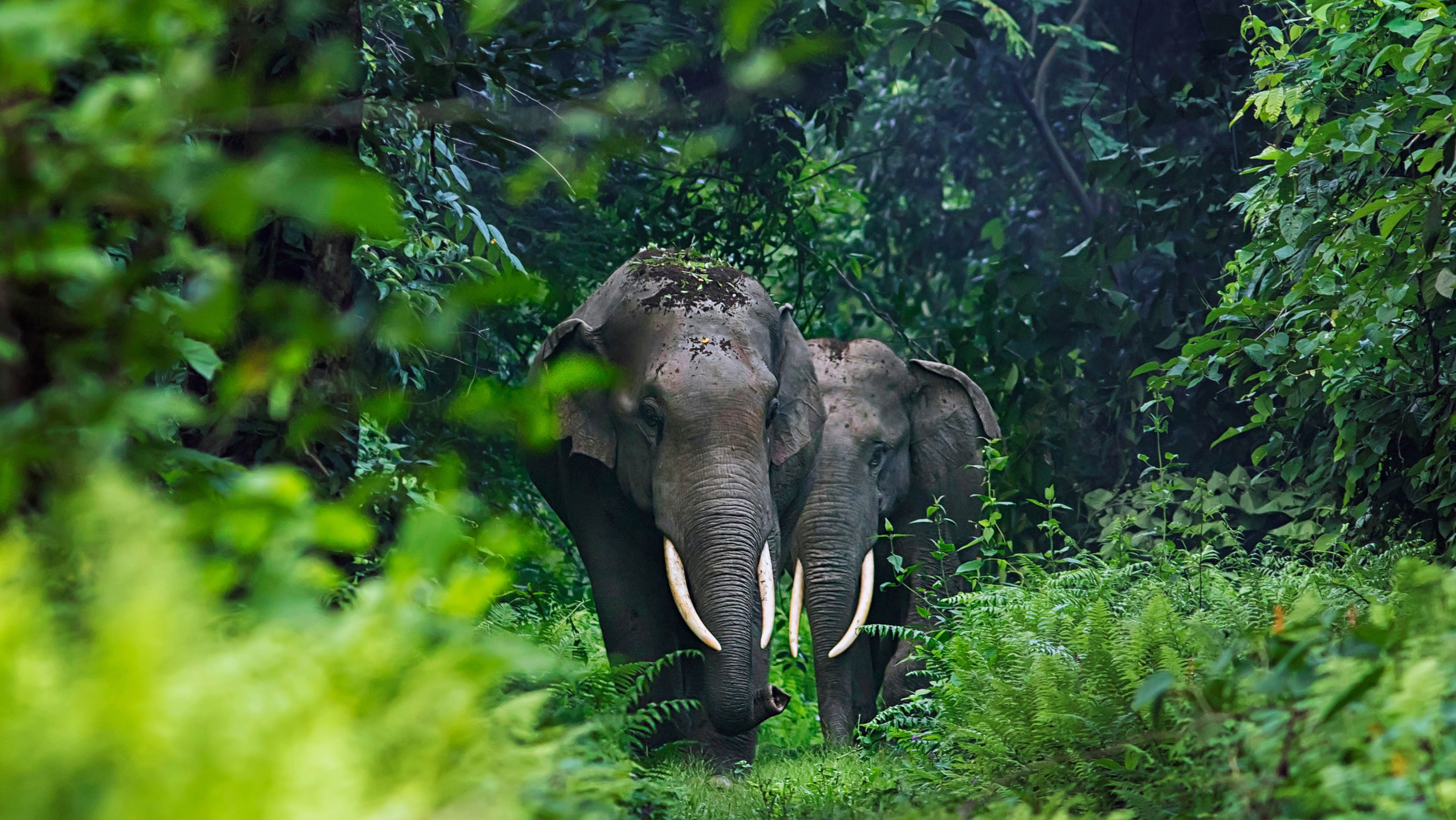 Скачати мобільні шпалери Слони, Тварина, Азіатський Слон безкоштовно.