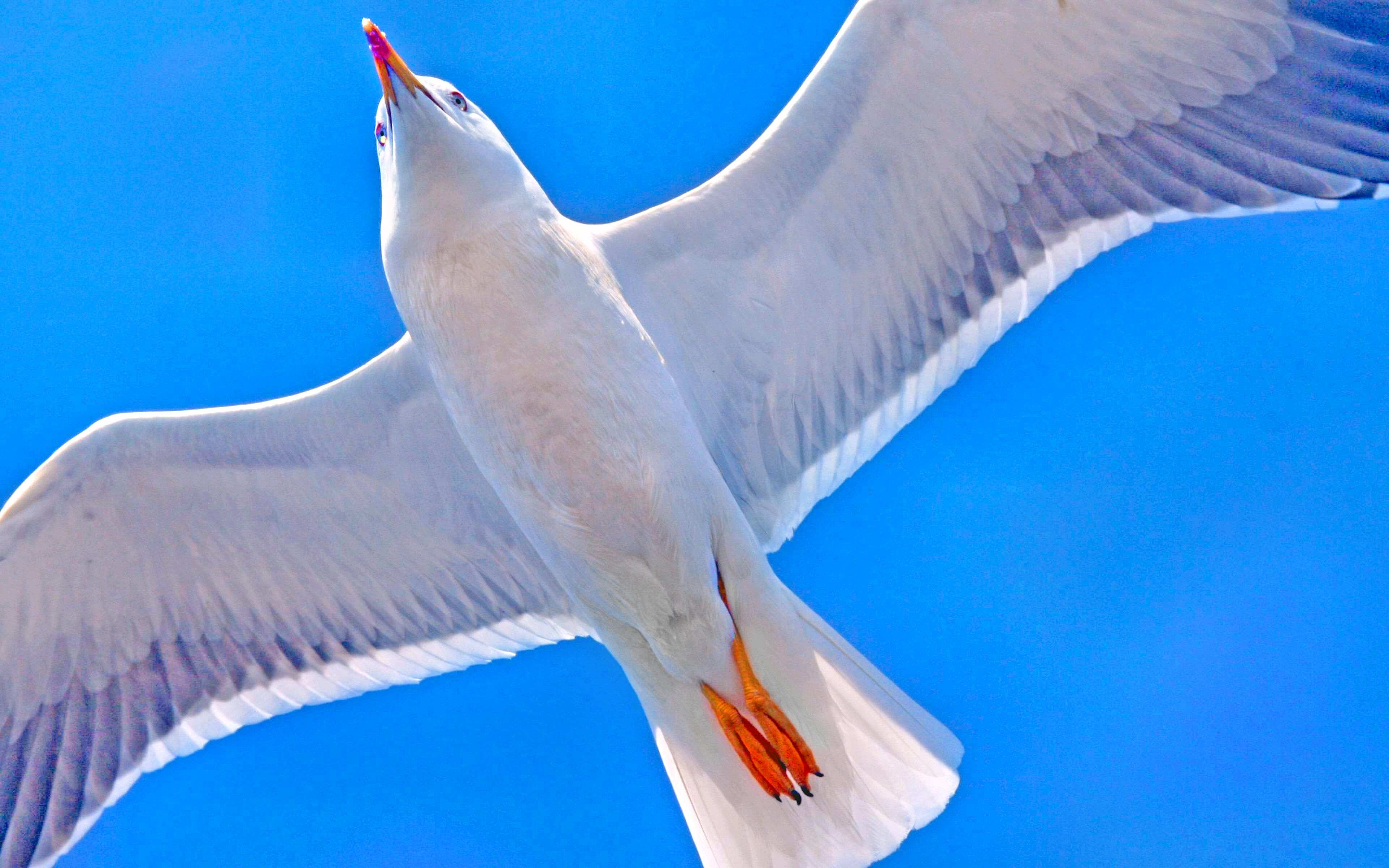 356155 скачать картинку животные, чайка, птицы, синий, полет, солнечно - обои и заставки бесплатно