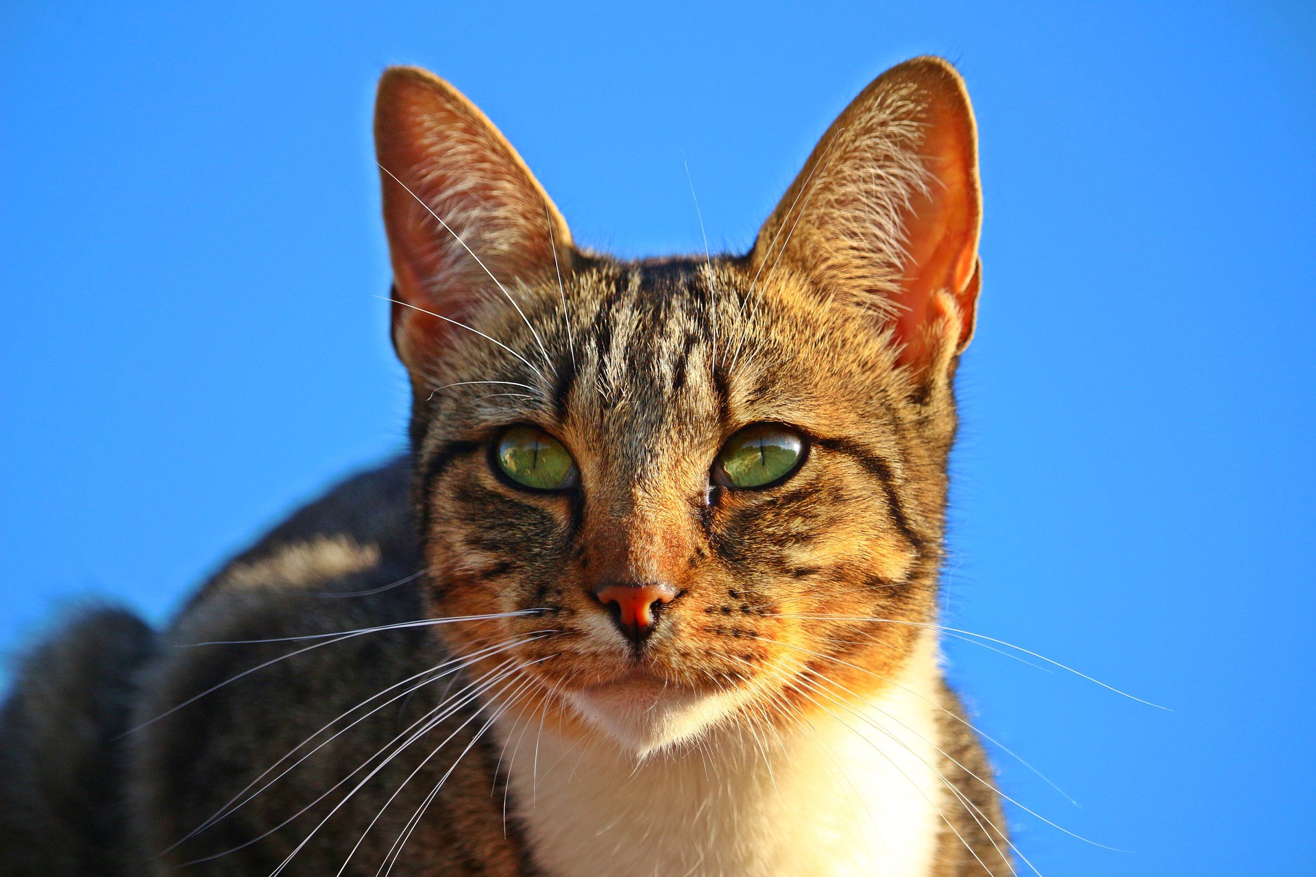 Baixe gratuitamente a imagem Animais, Gatos, Gato na área de trabalho do seu PC