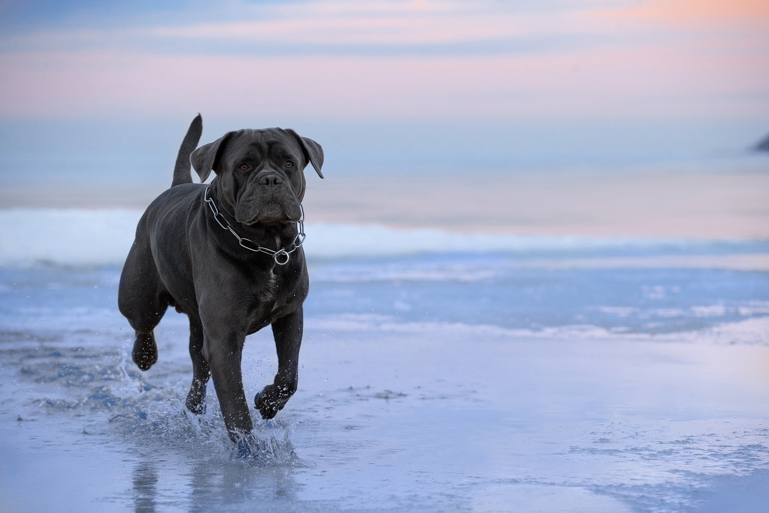 498515 descargar imagen animales, cane corso, perro, perros: fondos de pantalla y protectores de pantalla gratis