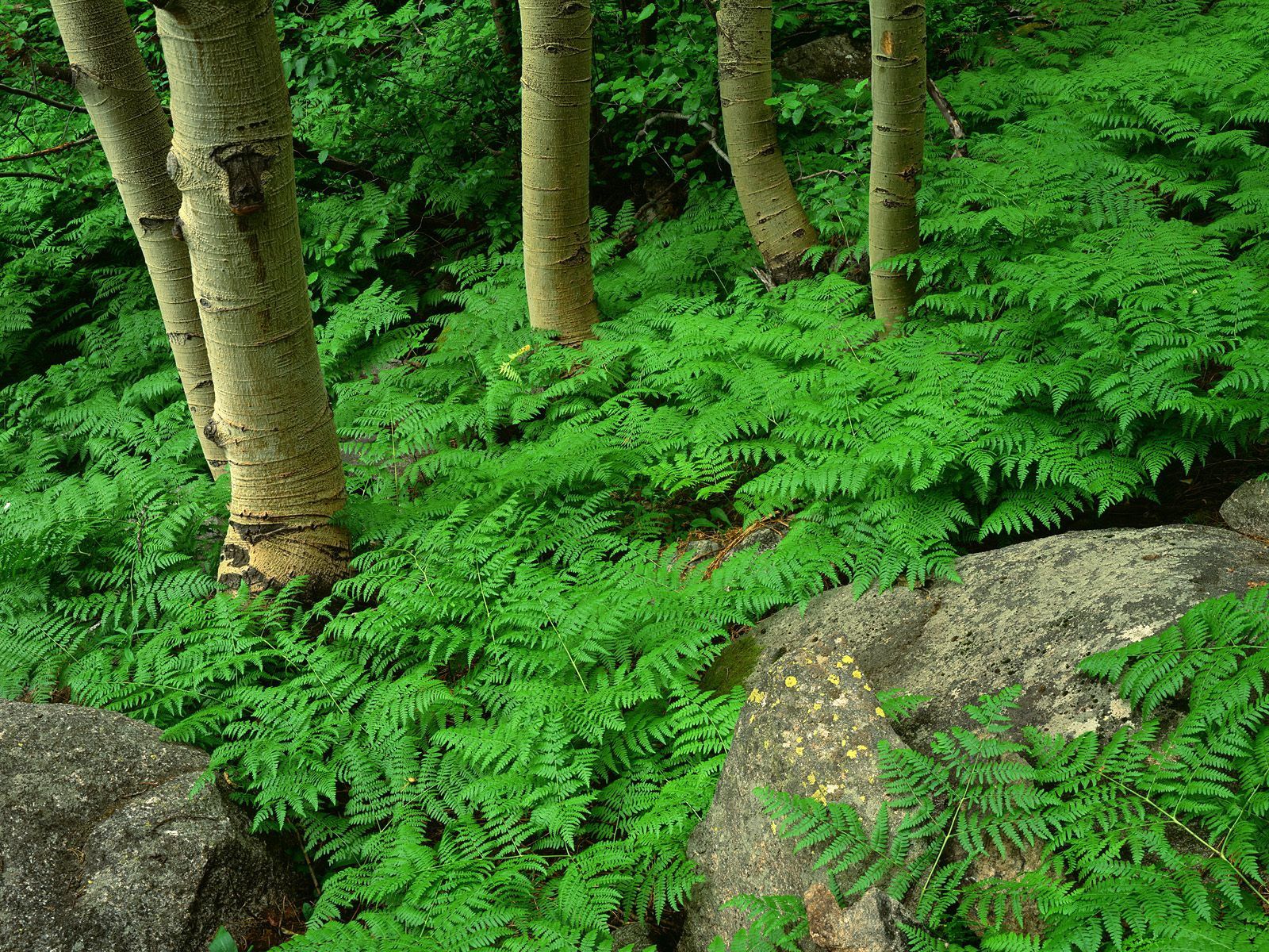 Download mobile wallpaper Greens, Fern, Plant, Nature, Forest for free.