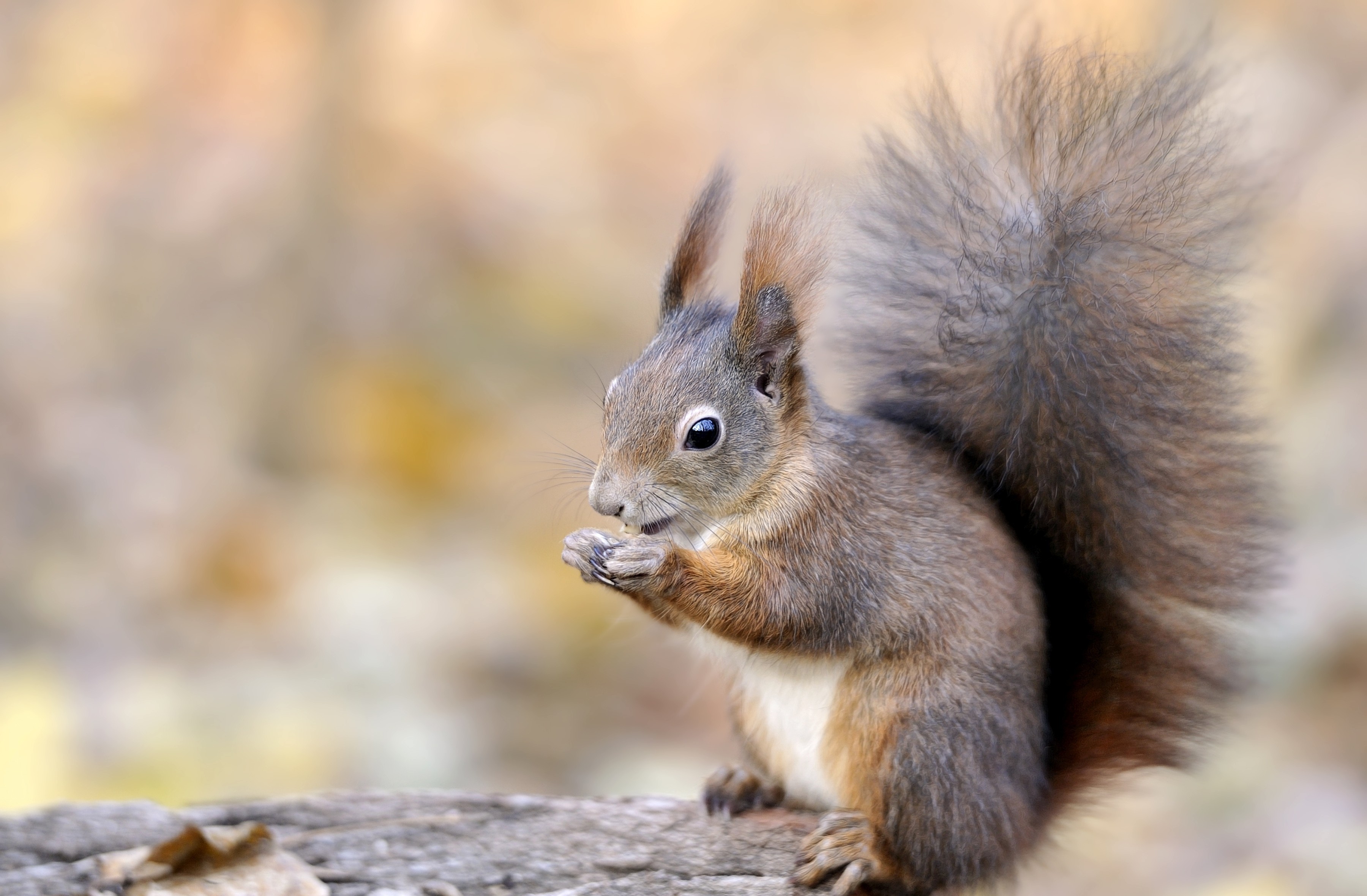 Download mobile wallpaper Squirrel, Animal for free.