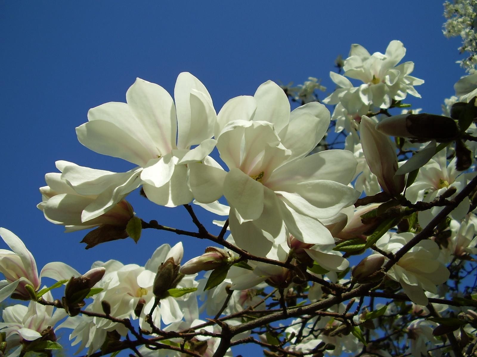 83573 Bild herunterladen blumen, sky, weiß, nahaufnahme, geäst, zweige, blühen, blühenden, nahansicht, magnolie, magnolia - Hintergrundbilder und Bildschirmschoner kostenlos