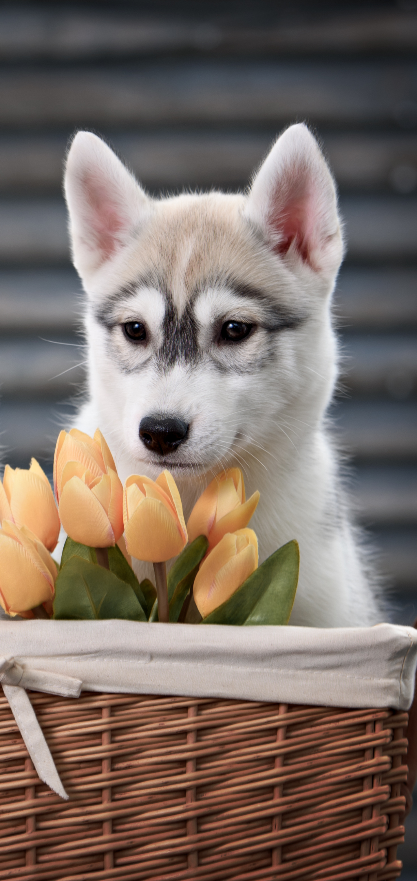Download mobile wallpaper Dogs, Dog, Animal, Puppy, Basket, Husky, Tulip, Cute for free.