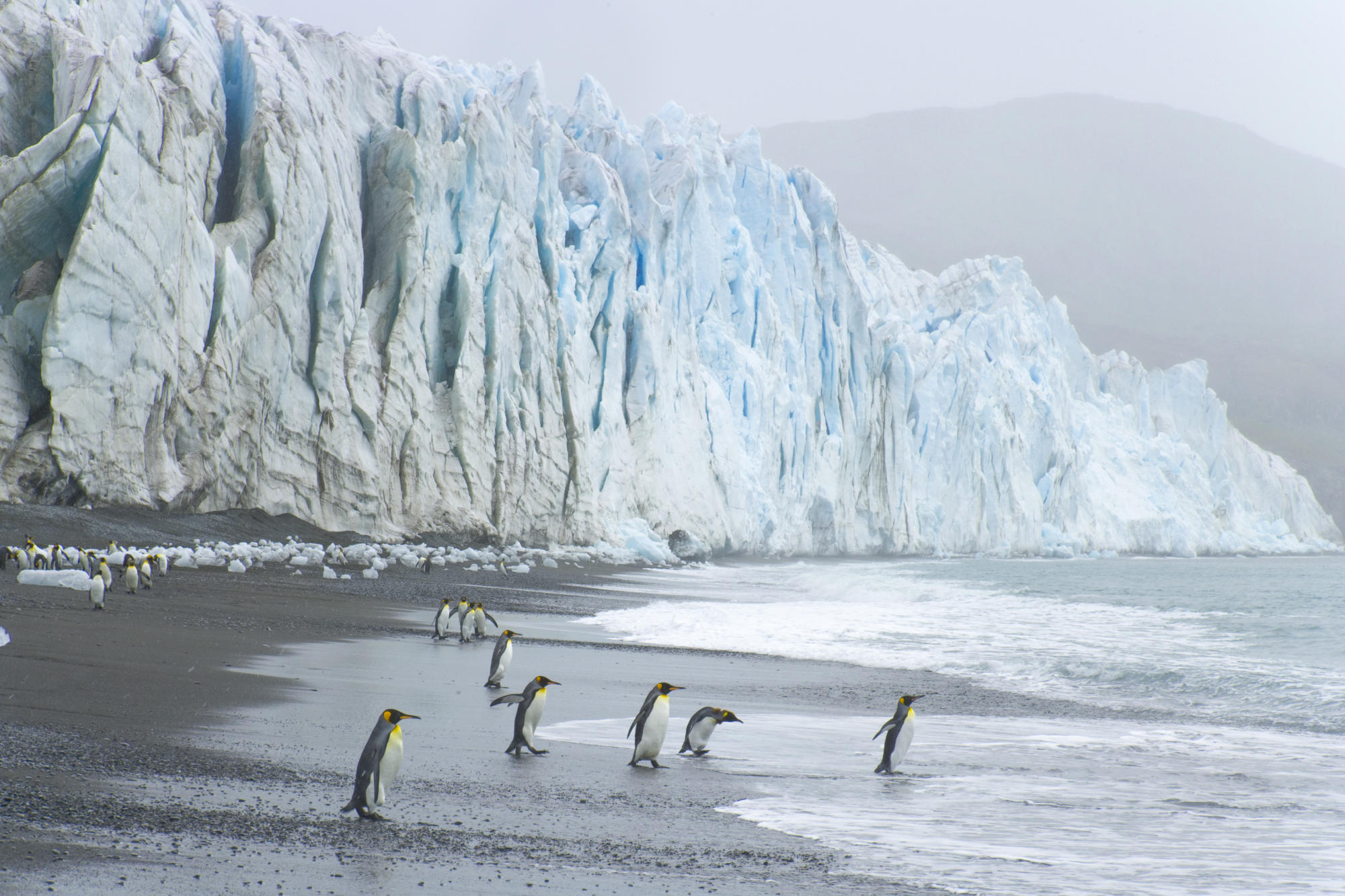 Baixar papel de parede para celular de Pinguim, Aves, Animais gratuito.