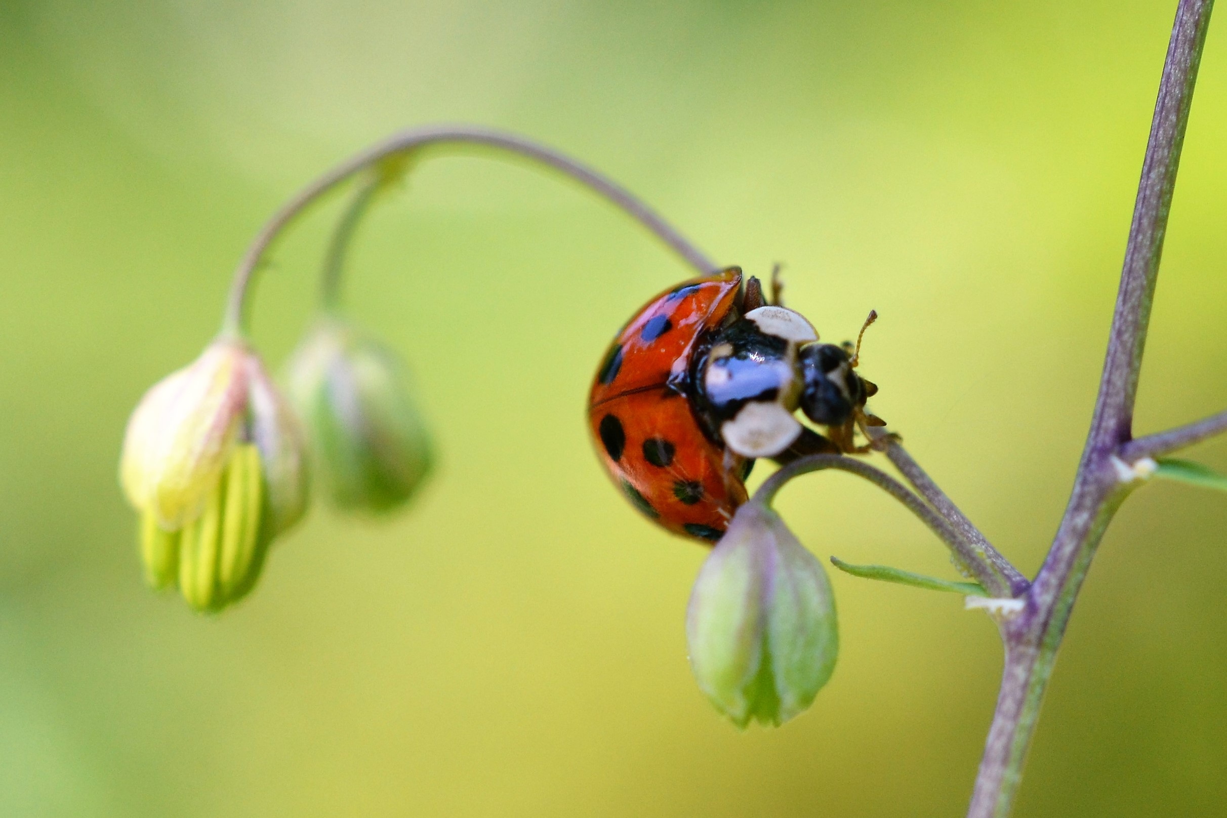 Laden Sie das Tiere, Marienkäfer, Insekt, Nahansicht-Bild kostenlos auf Ihren PC-Desktop herunter