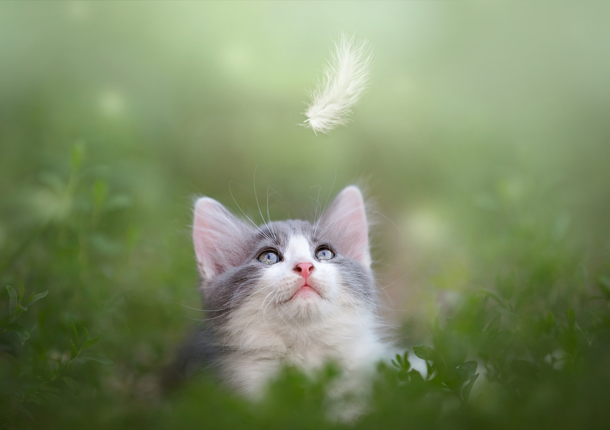 Download mobile wallpaper Cats, Feather, Cat, Animal, Depth Of Field for free.