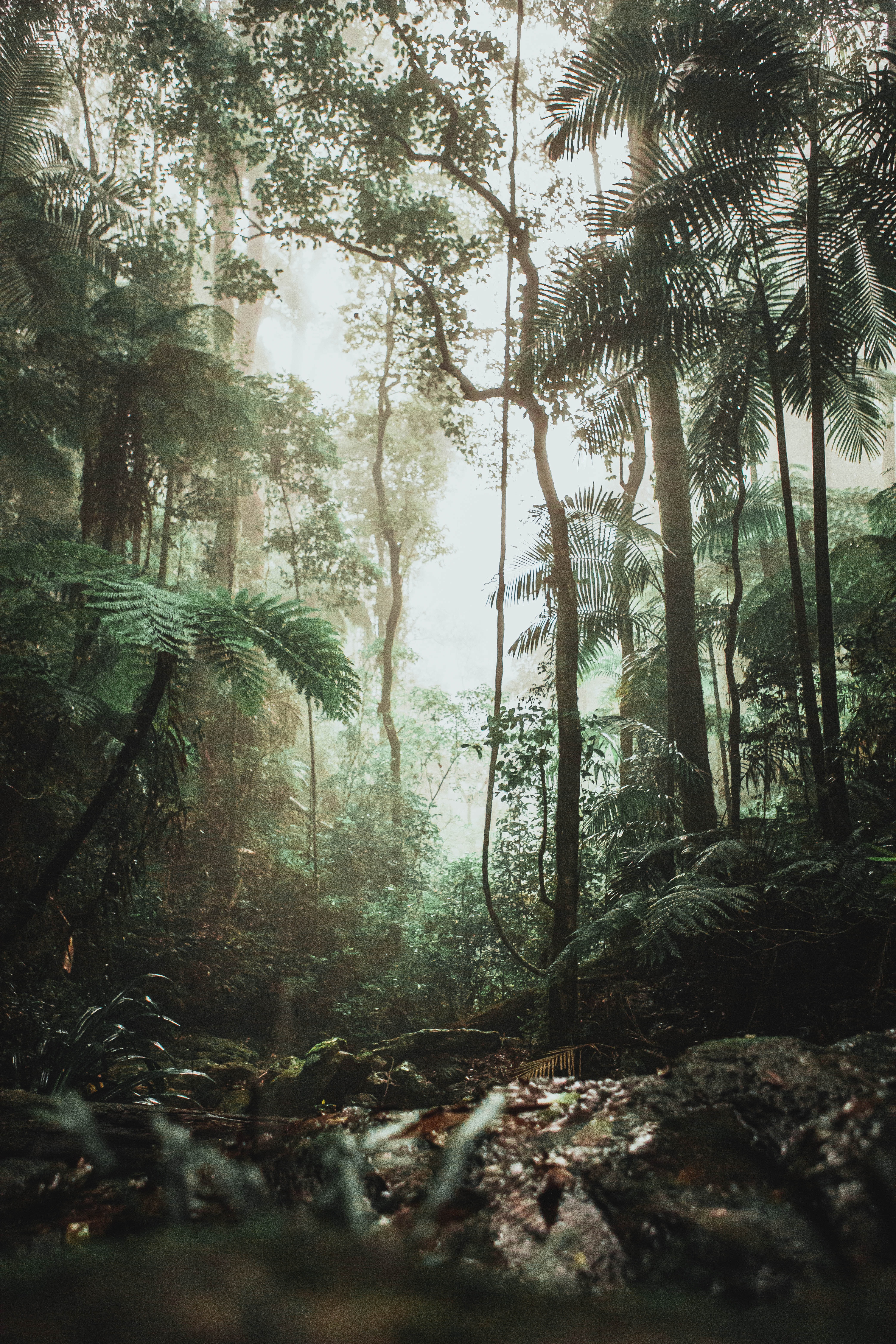 73004 télécharger l'image jungle, arbres, lianes, nature, forêt, vignes - fonds d'écran et économiseurs d'écran gratuits