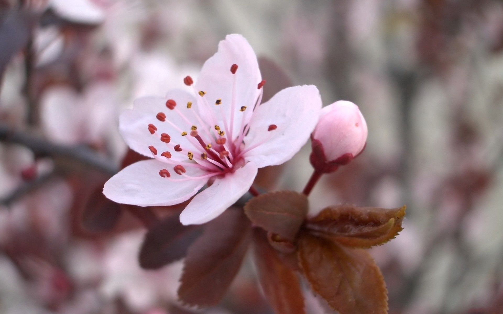 Download mobile wallpaper Spring, Flower, Macro, Flowering, Bloom, Plant for free.